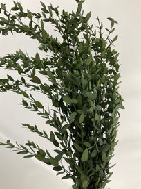 Eucaliptus parvifolia