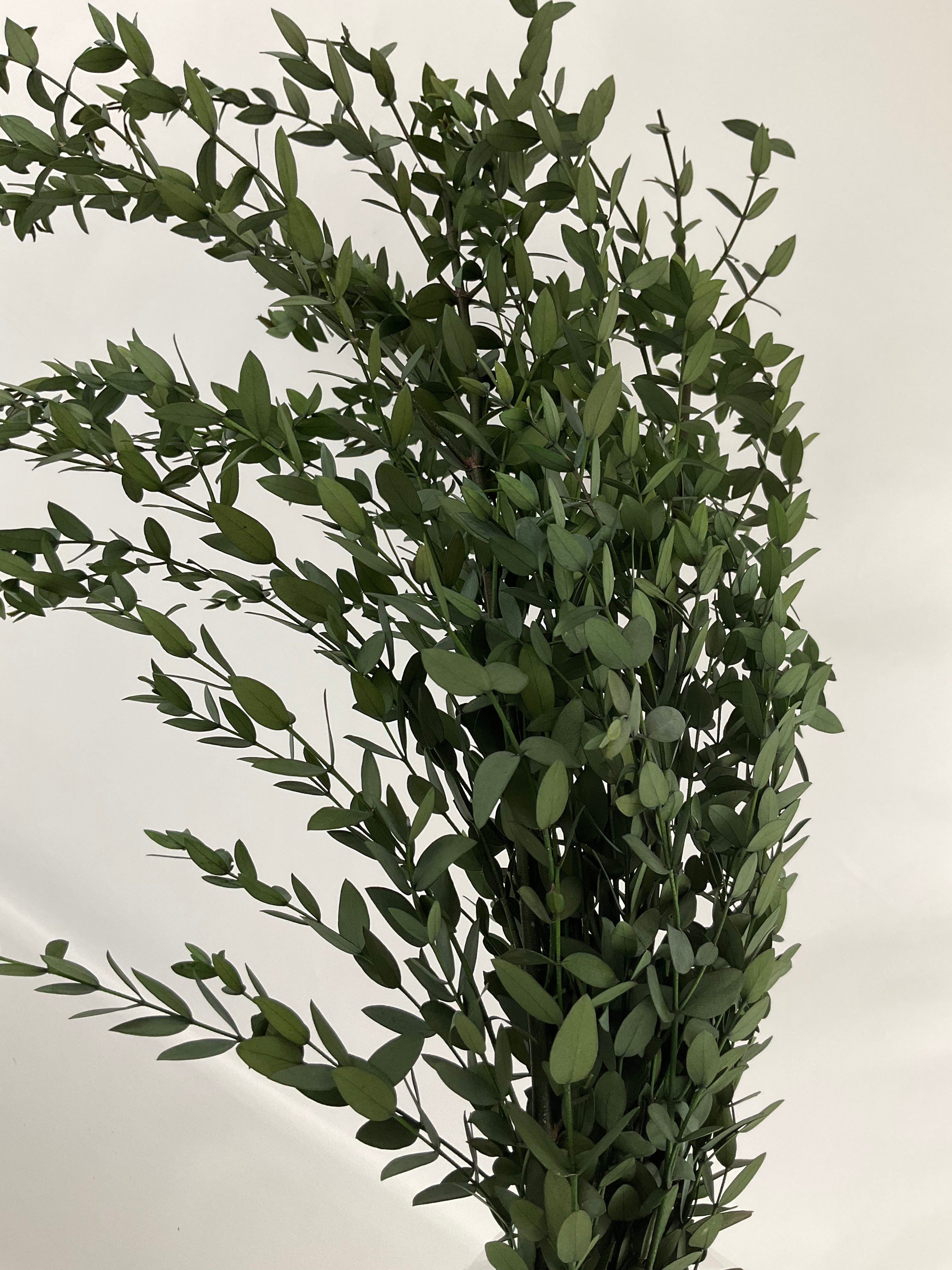 Eucaliptus parvifolia