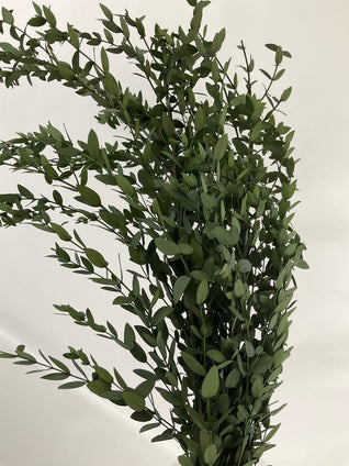 Eucalyptus parvifolia