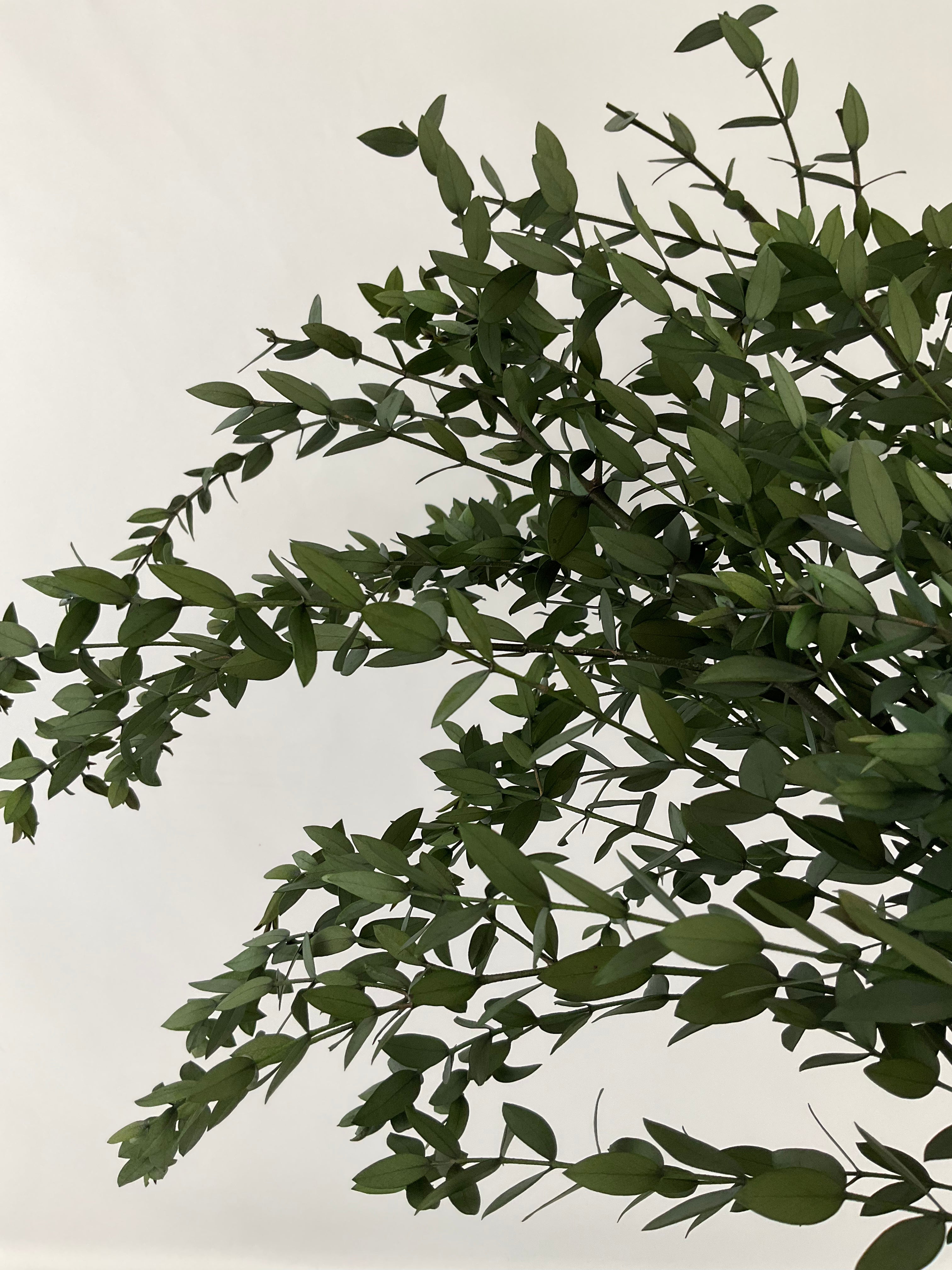 Eucaliptus parvifolia