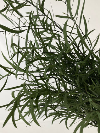 Eucalyptus Nicoly