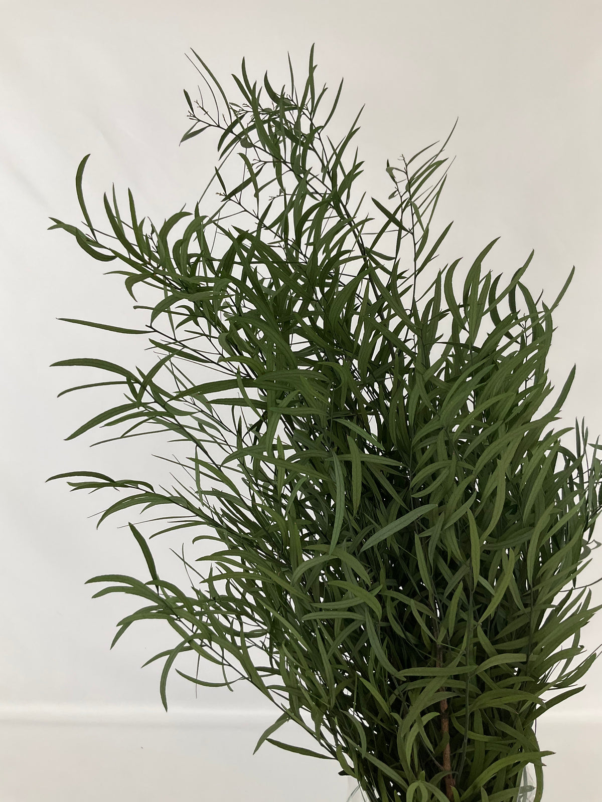 Eucaliptus Nicoly