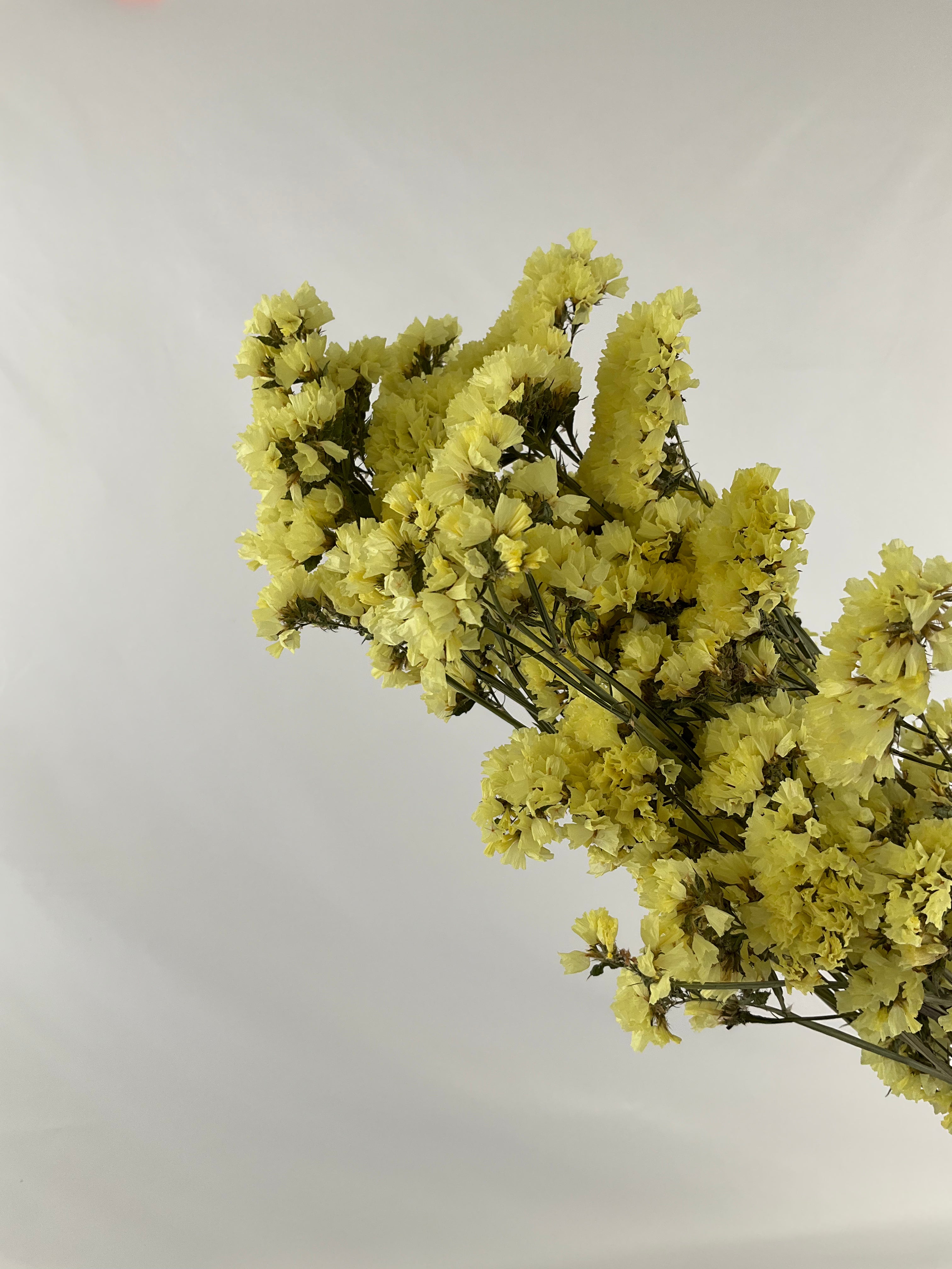 Statice - Siempreviva