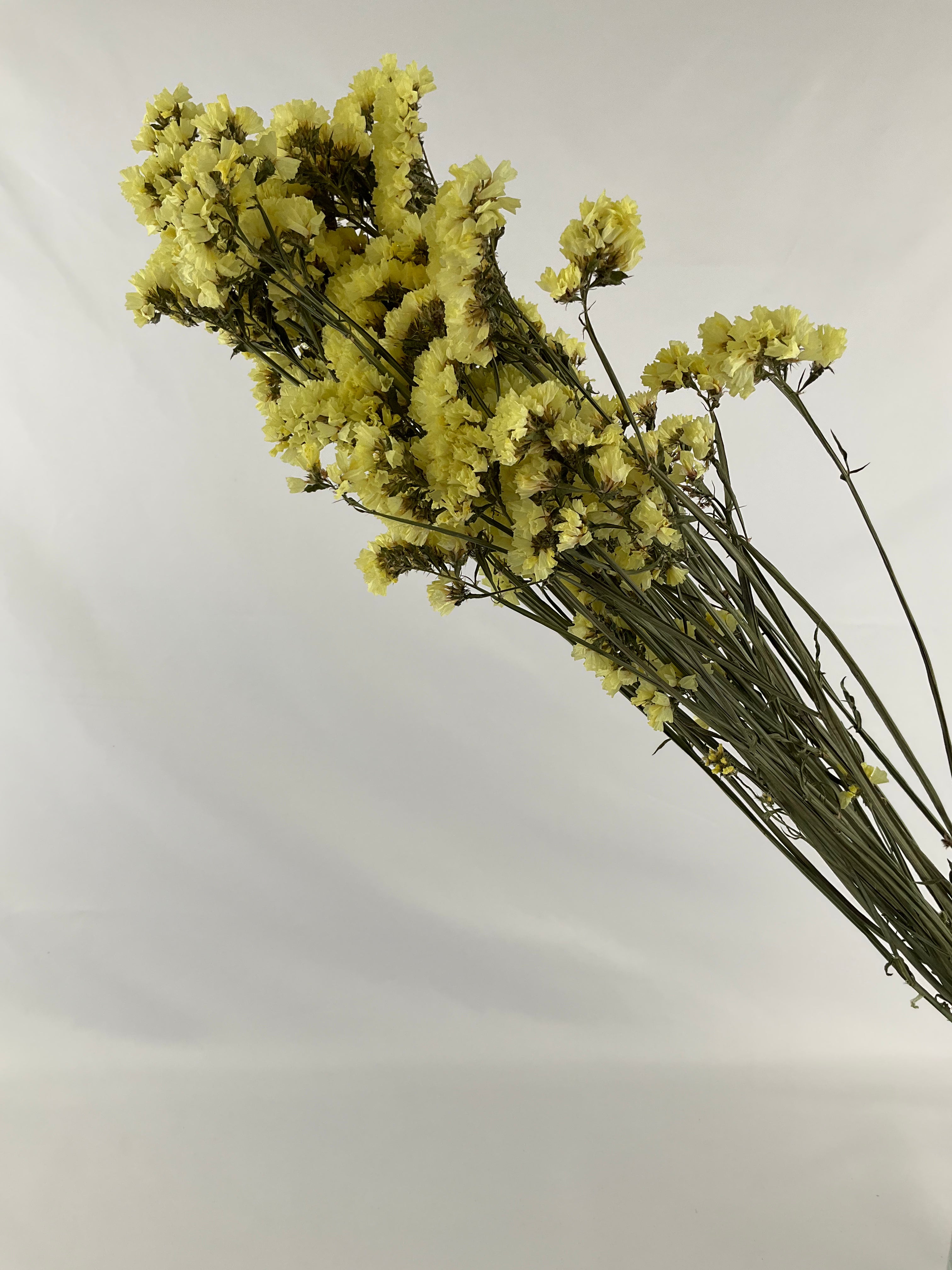 Statice - Siempreviva