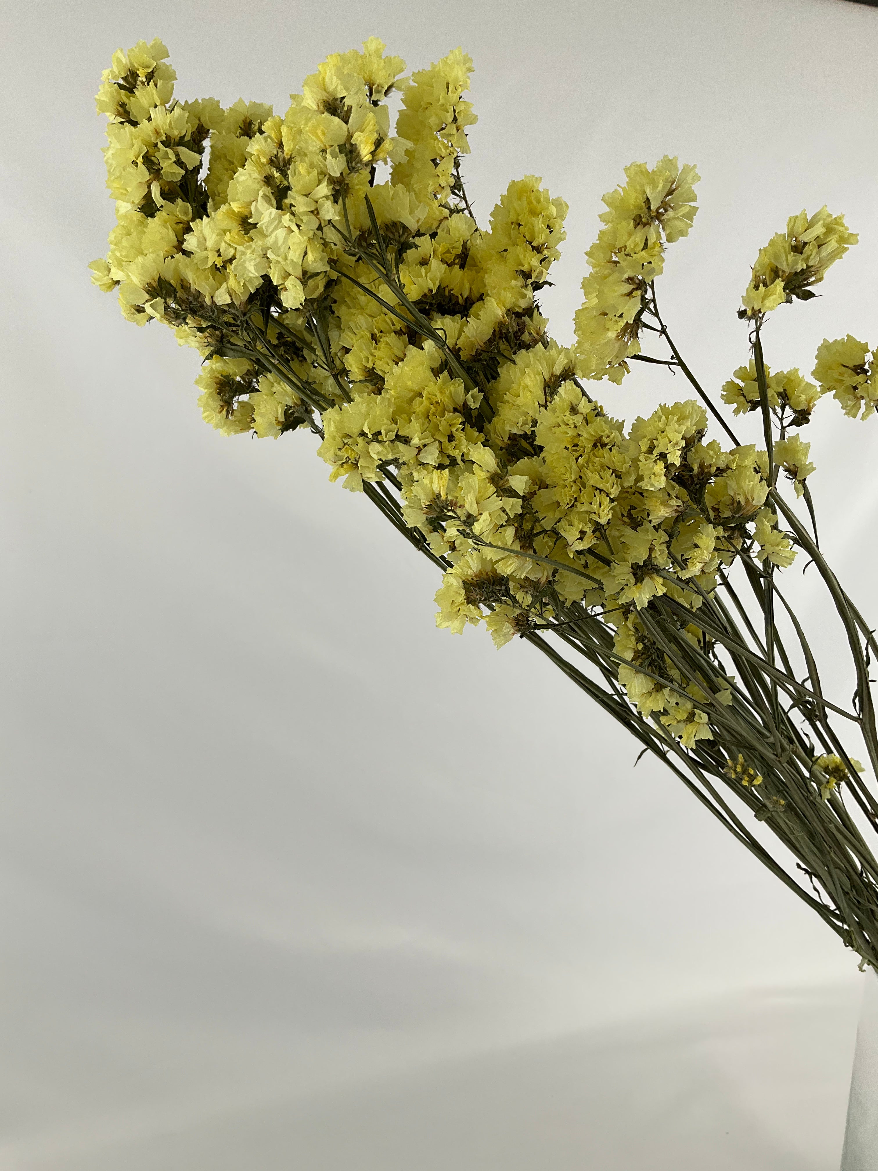 Statice - Siempreviva