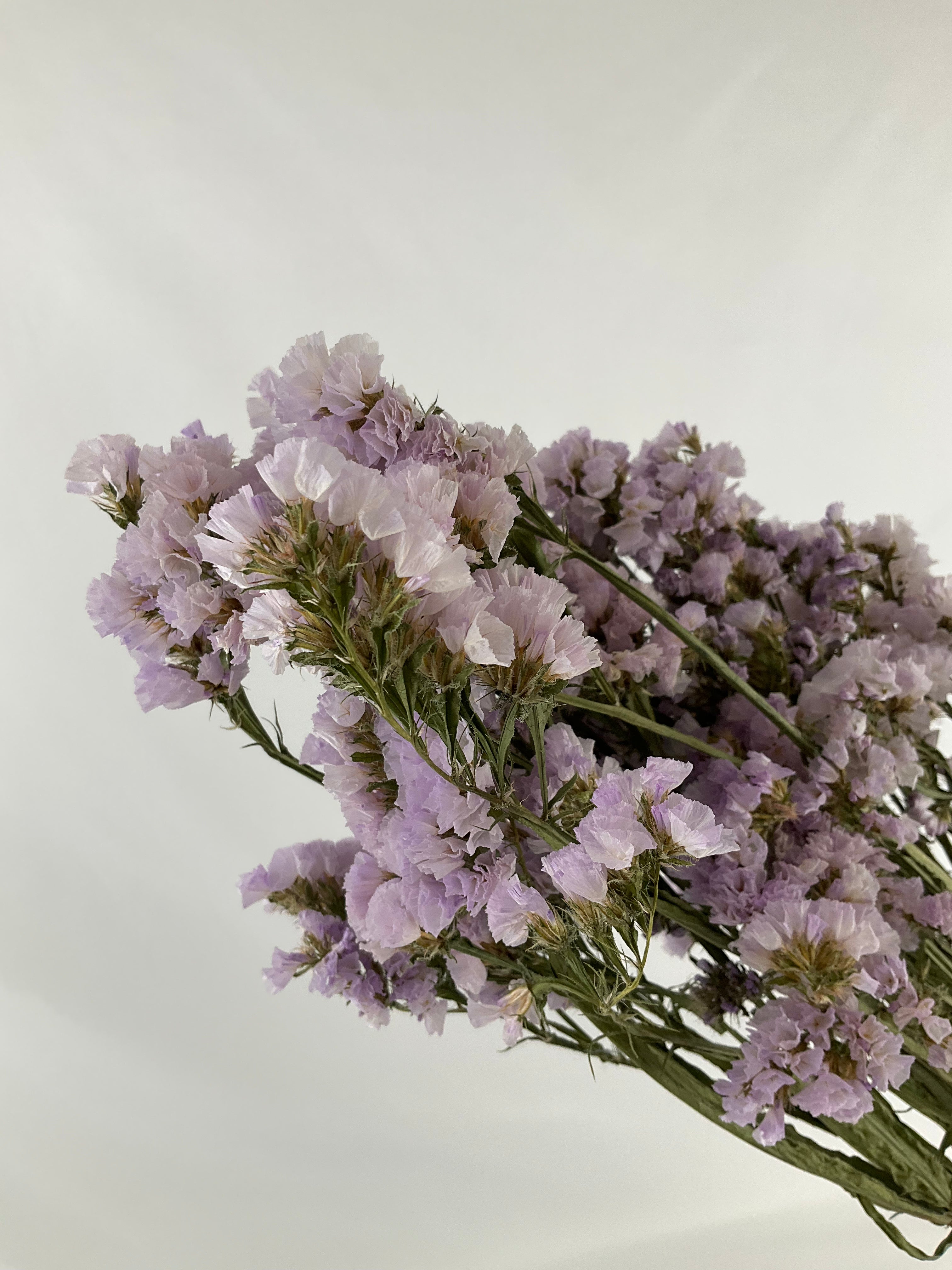 Statice - Siempreviva