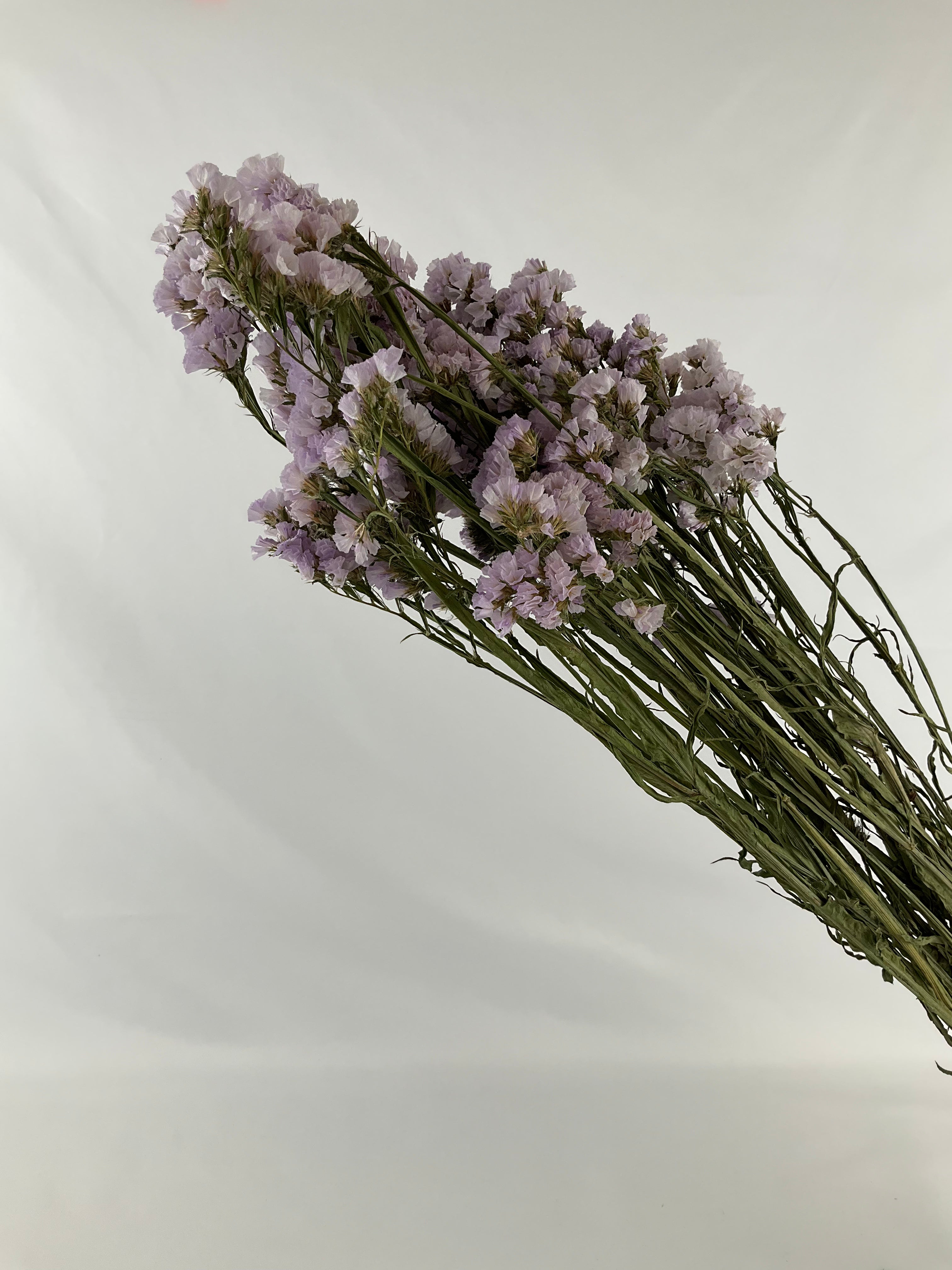 Statice - Siempreviva