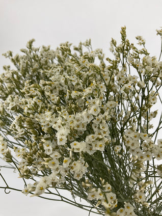 Limonium séché