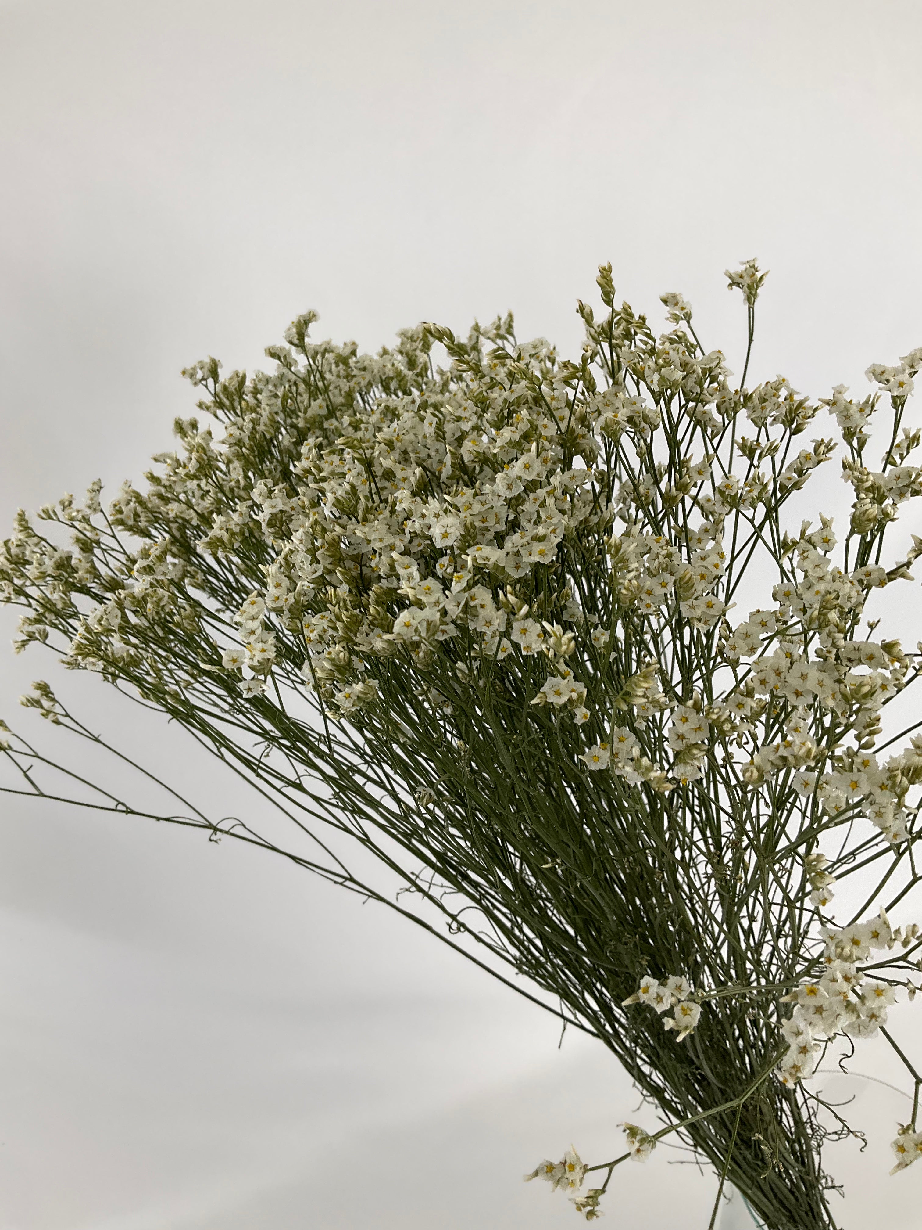 Limonium seco