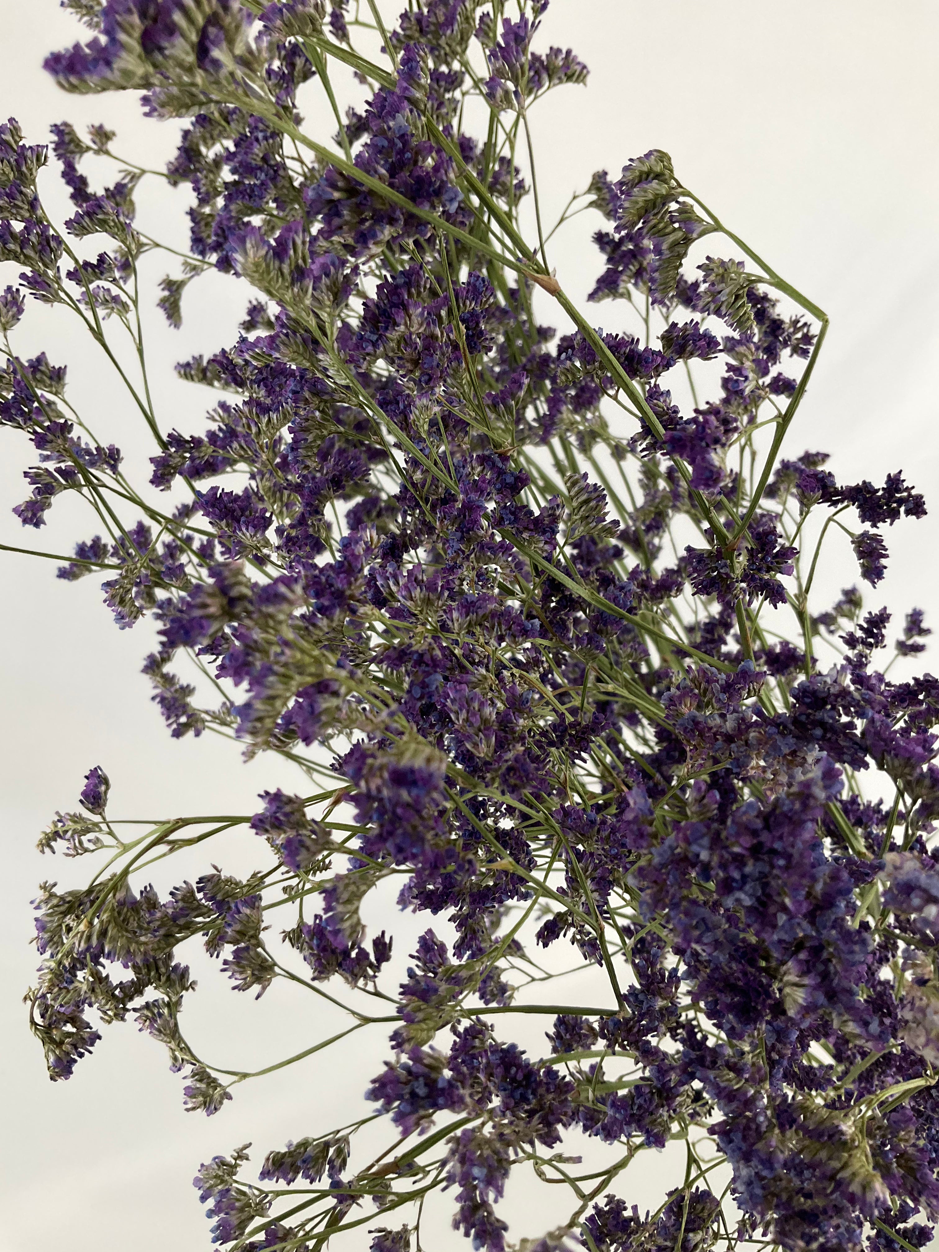 Limonium seco