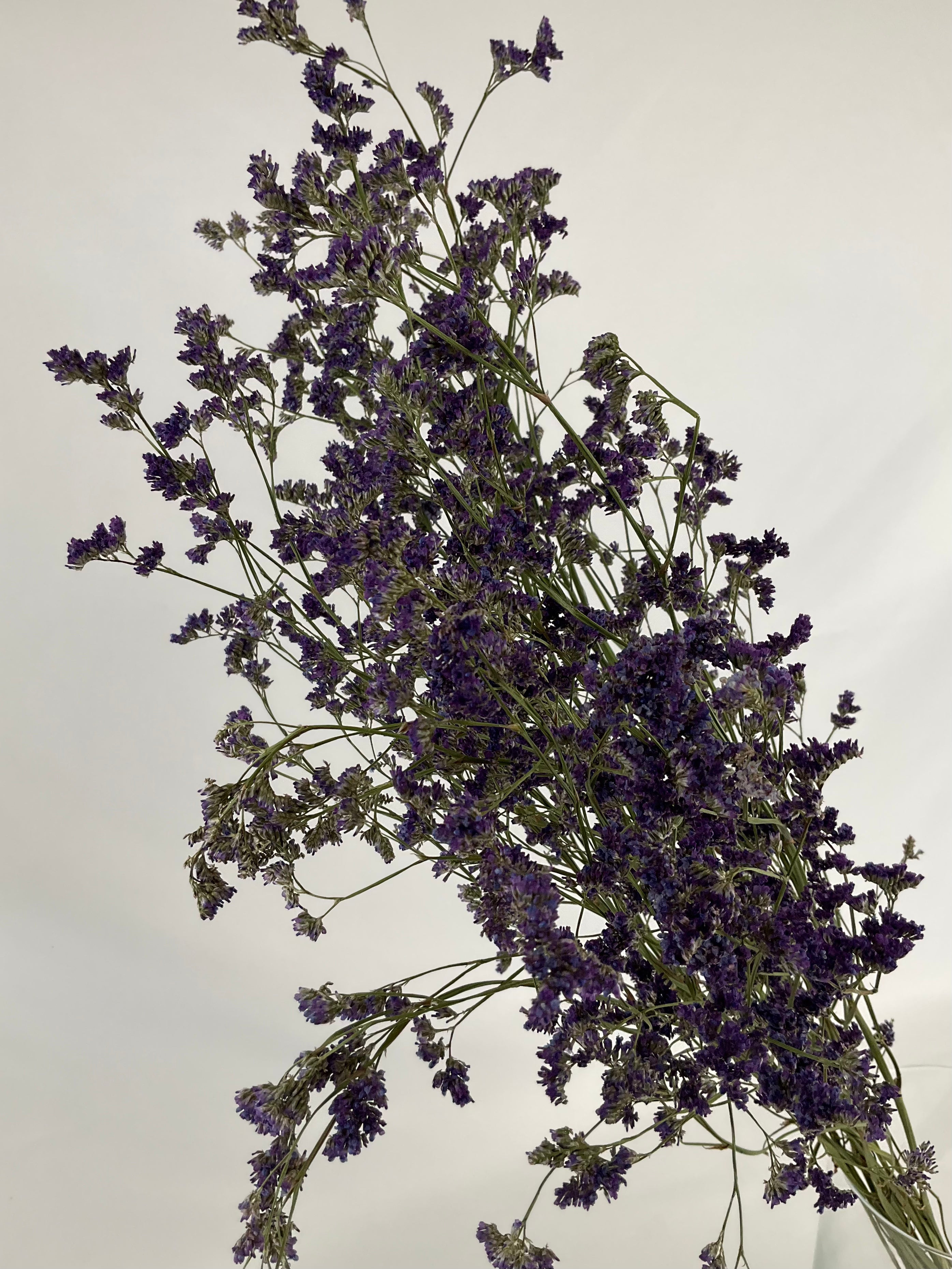 Limonium seco