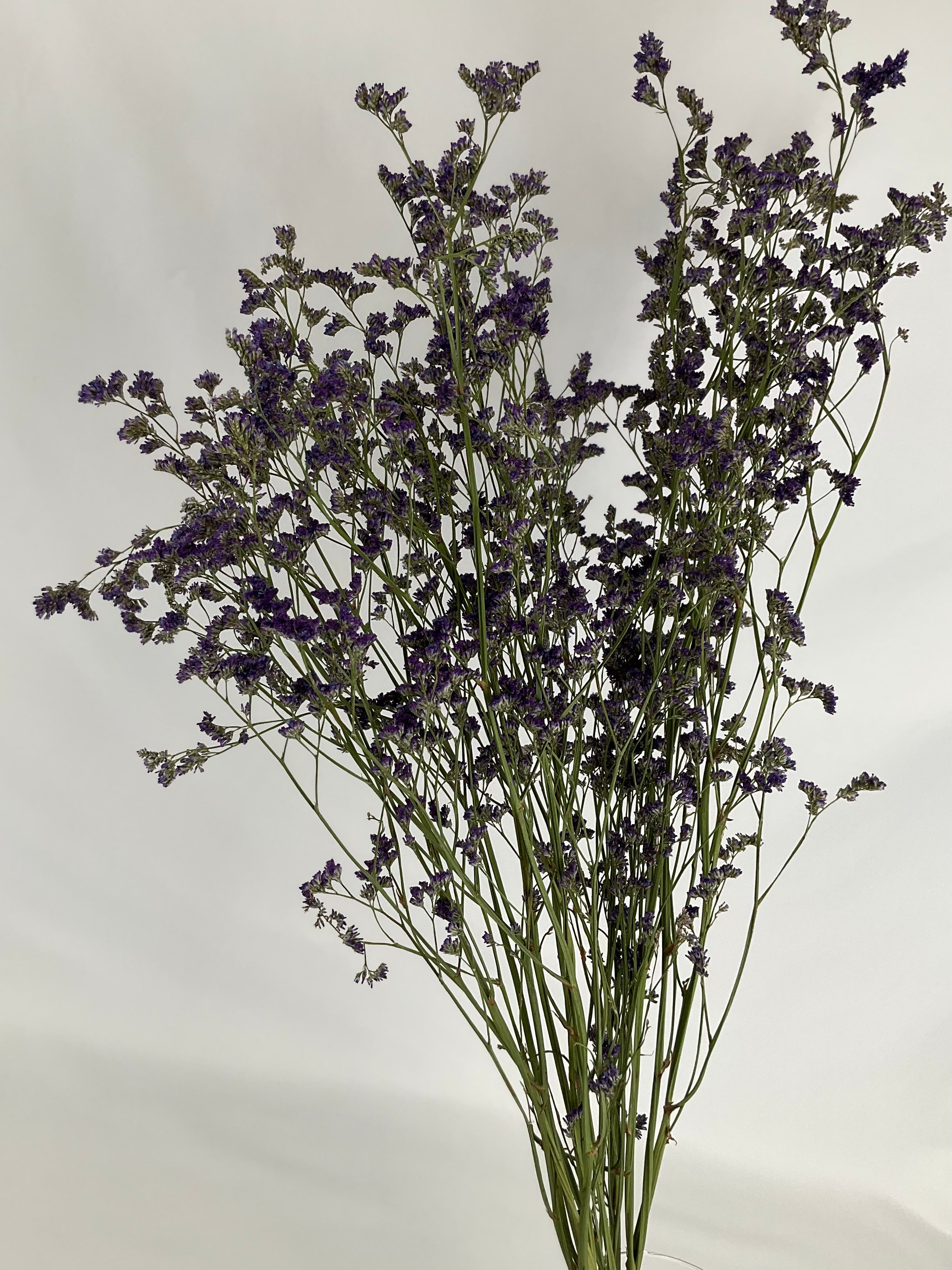 Limonium seco
