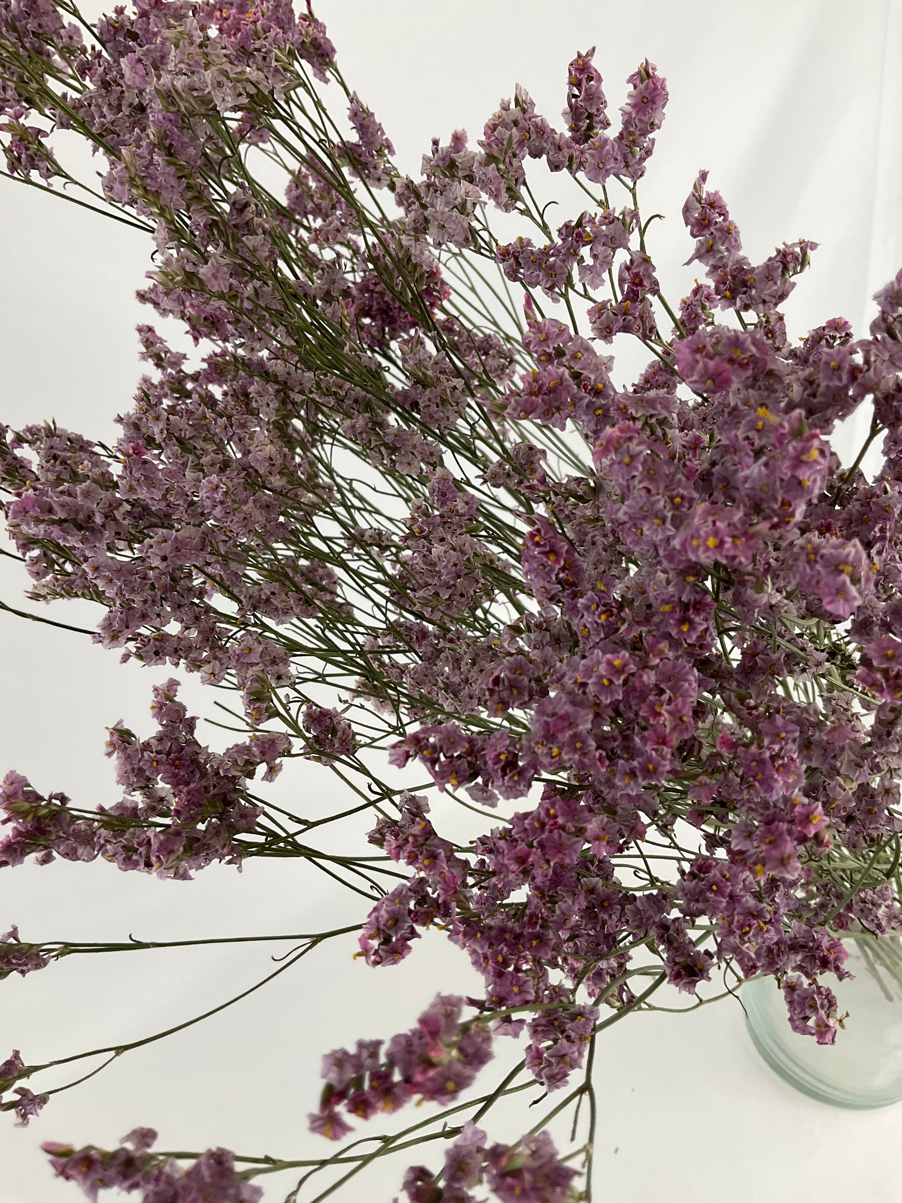 Limonium seco