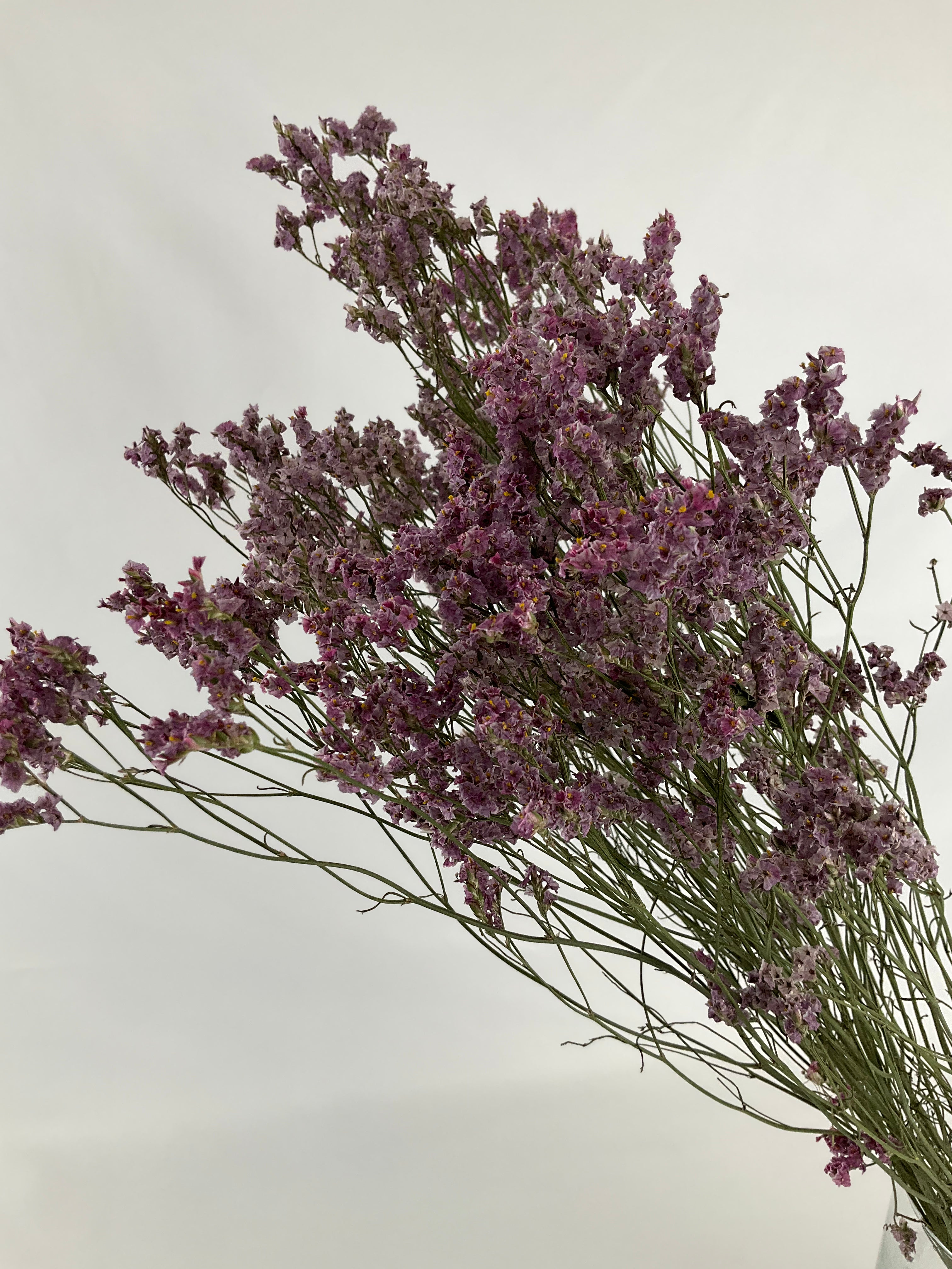 Limonium seco