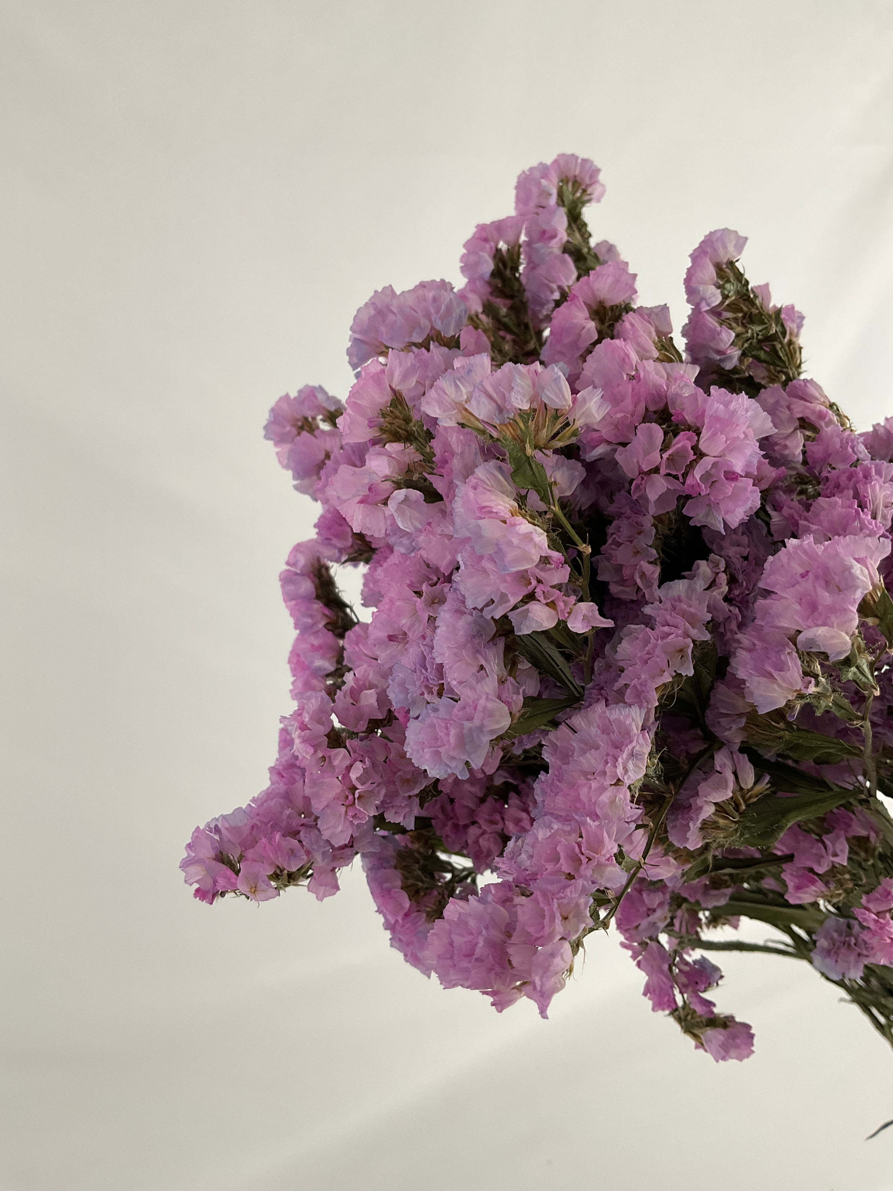 Statice - Siempreviva