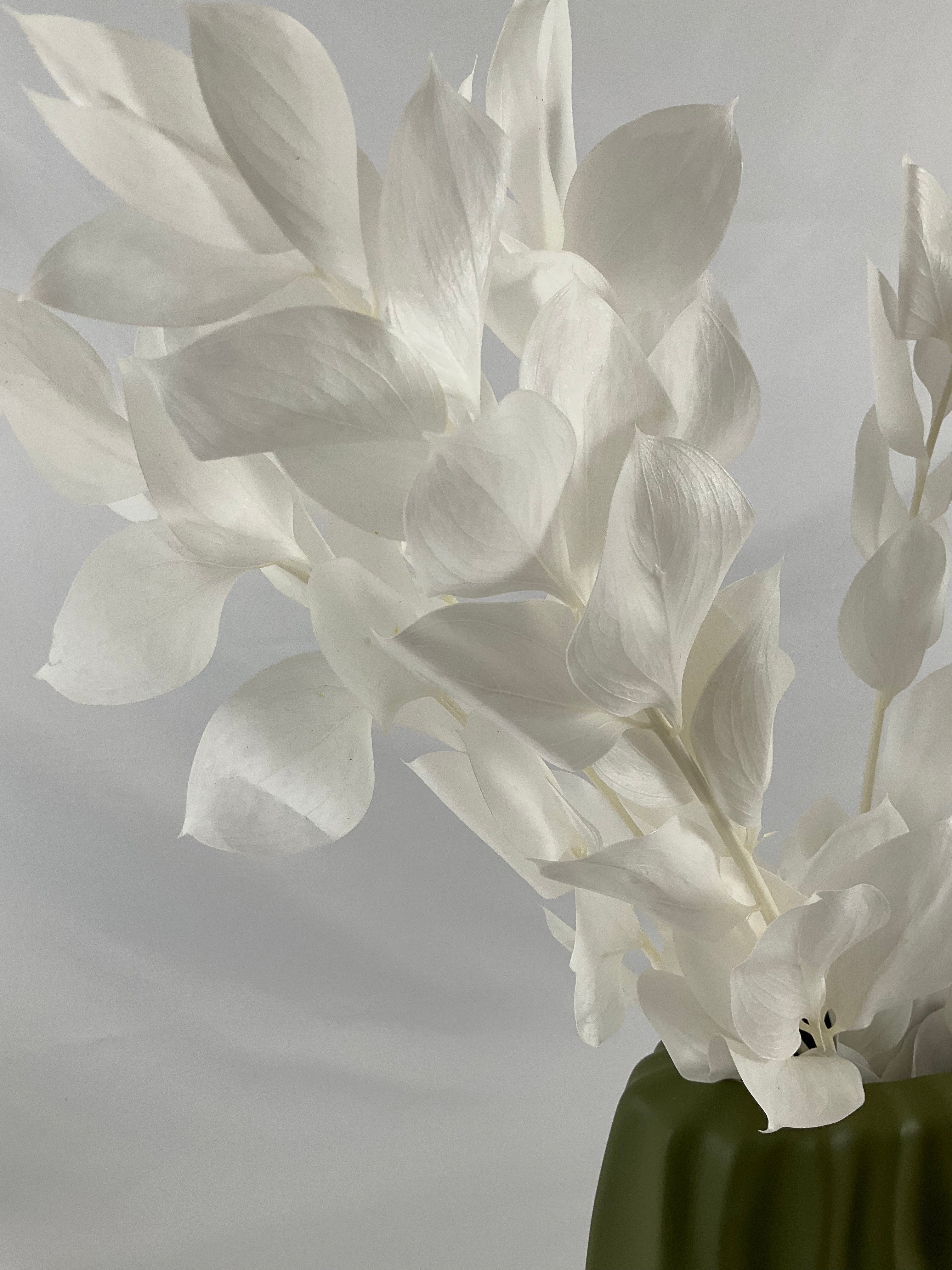 Ruscus preservado premium