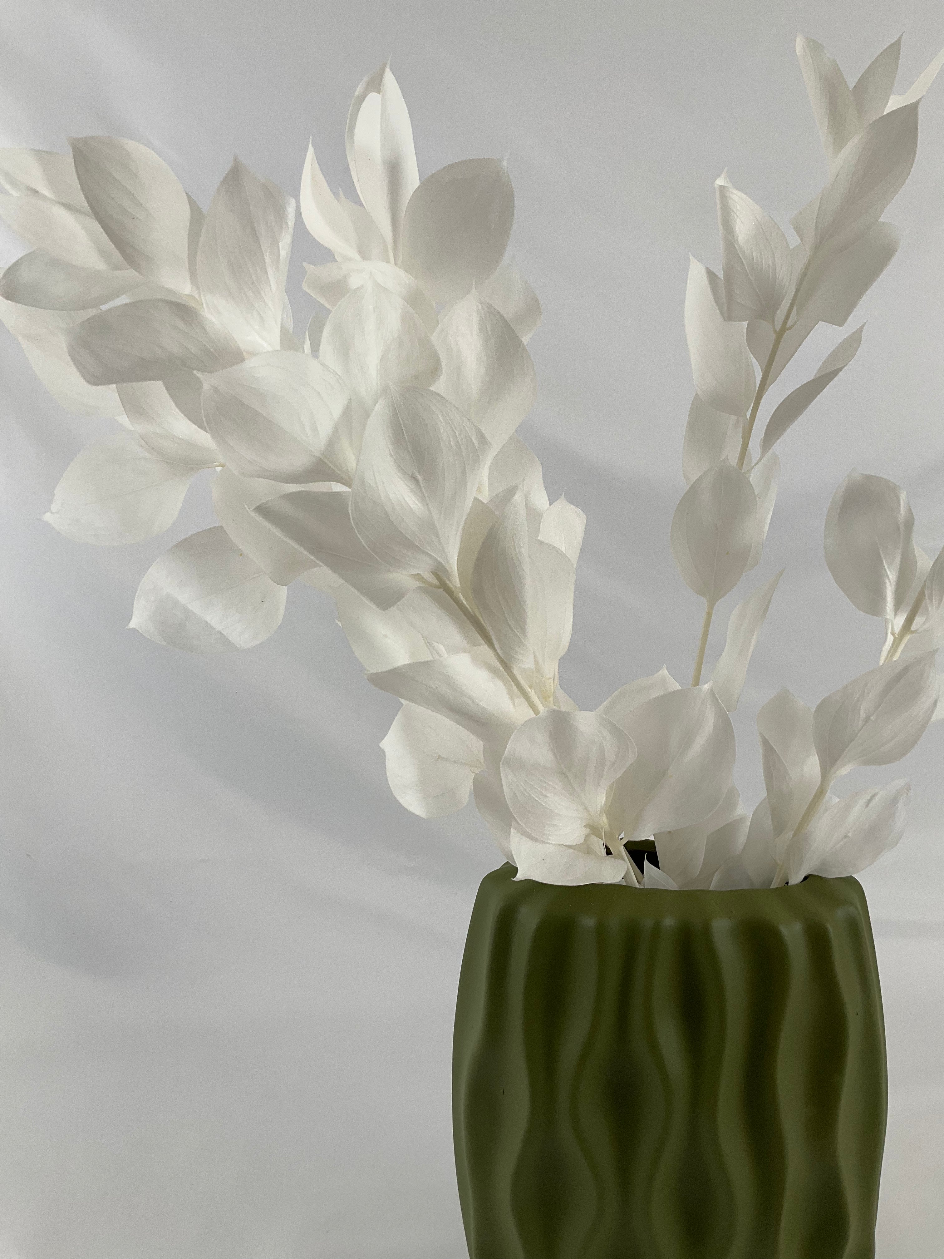 Ruscus preservado premium