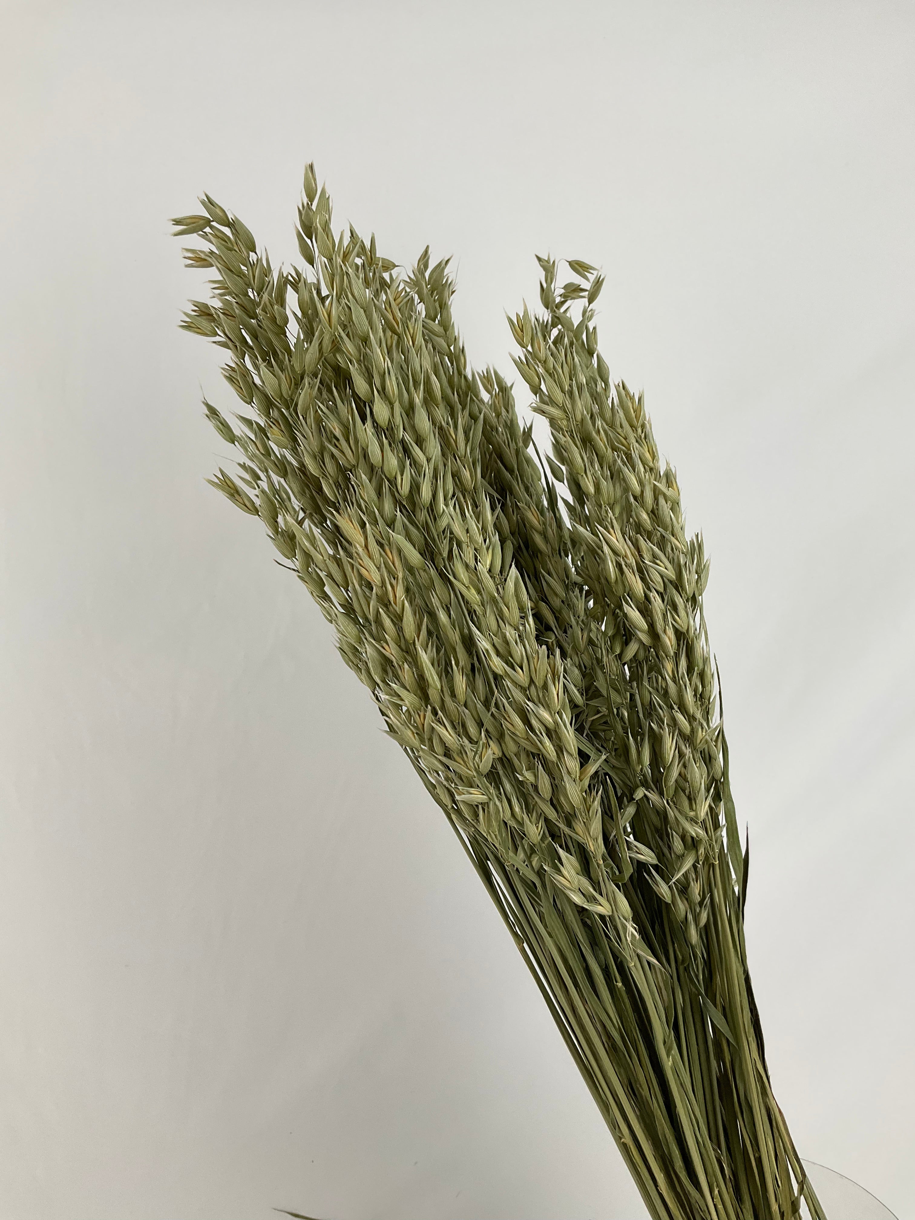 Avena