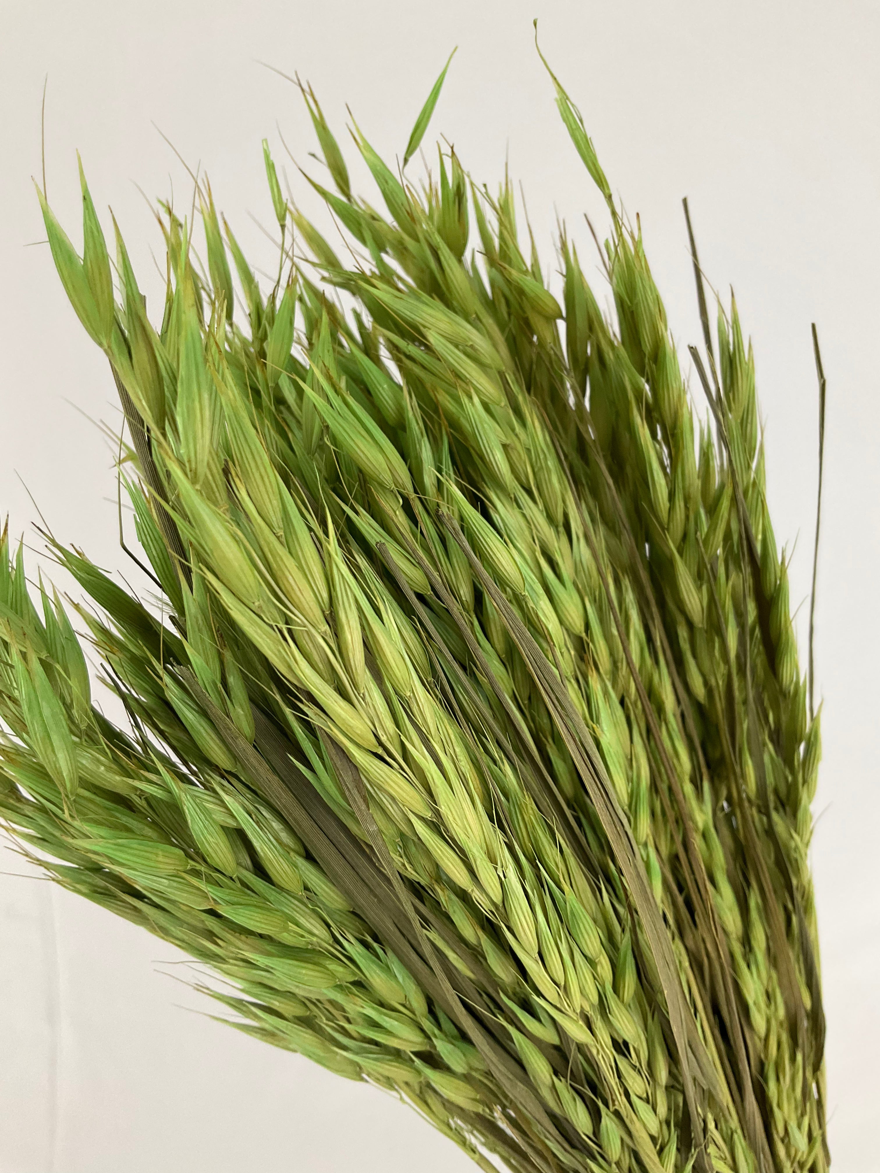 Avena