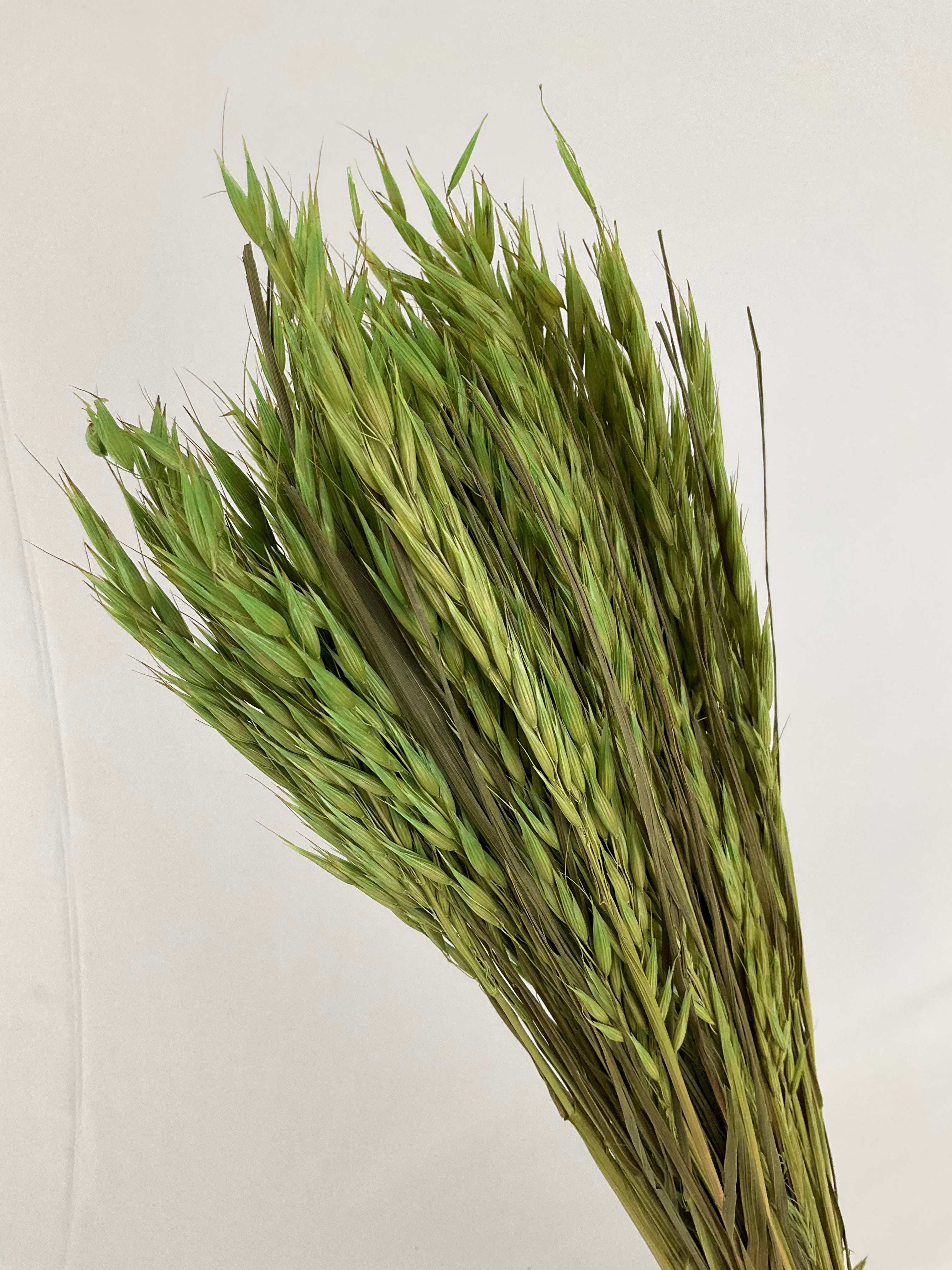 Avena