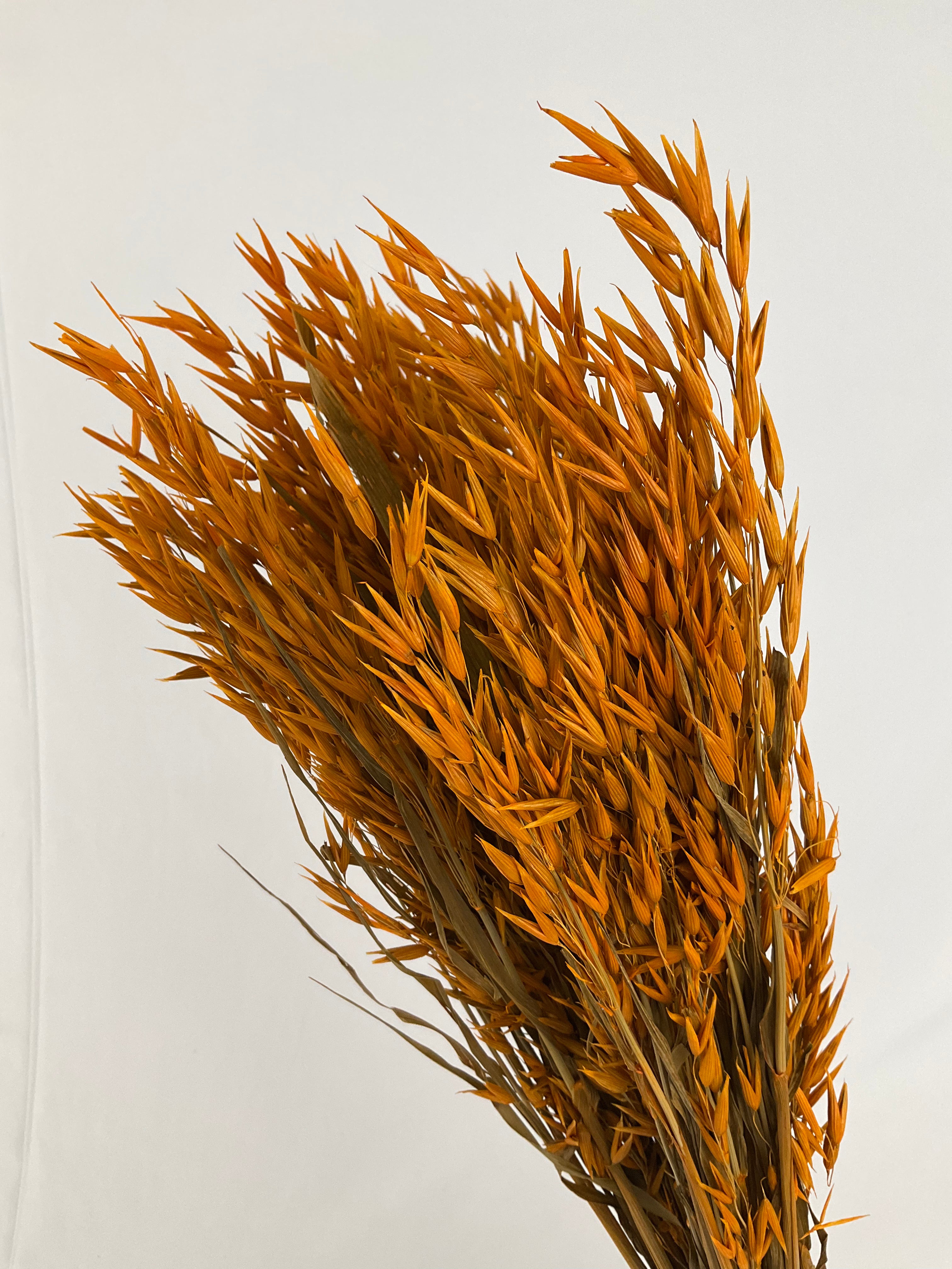 Avena