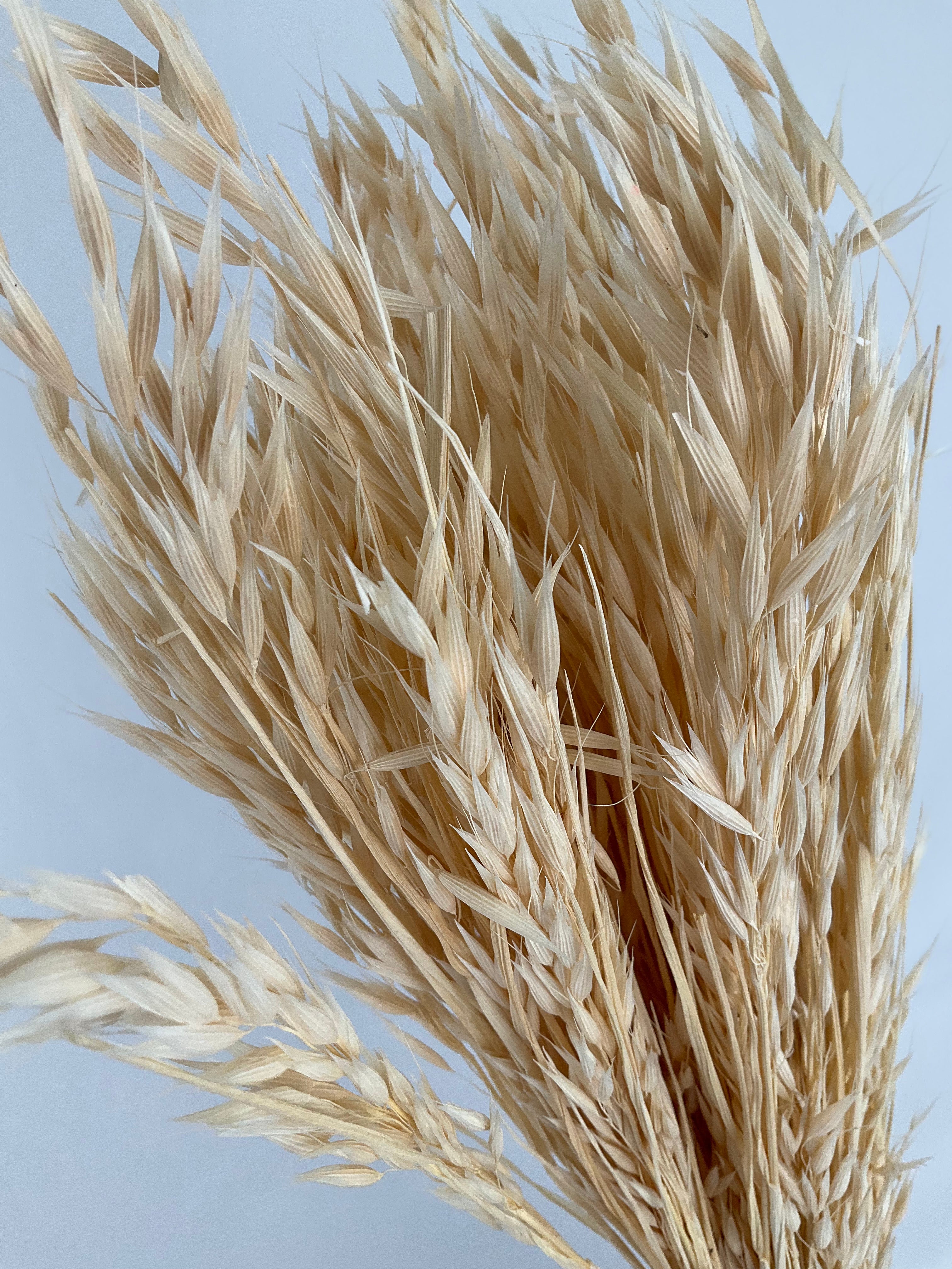 Avena