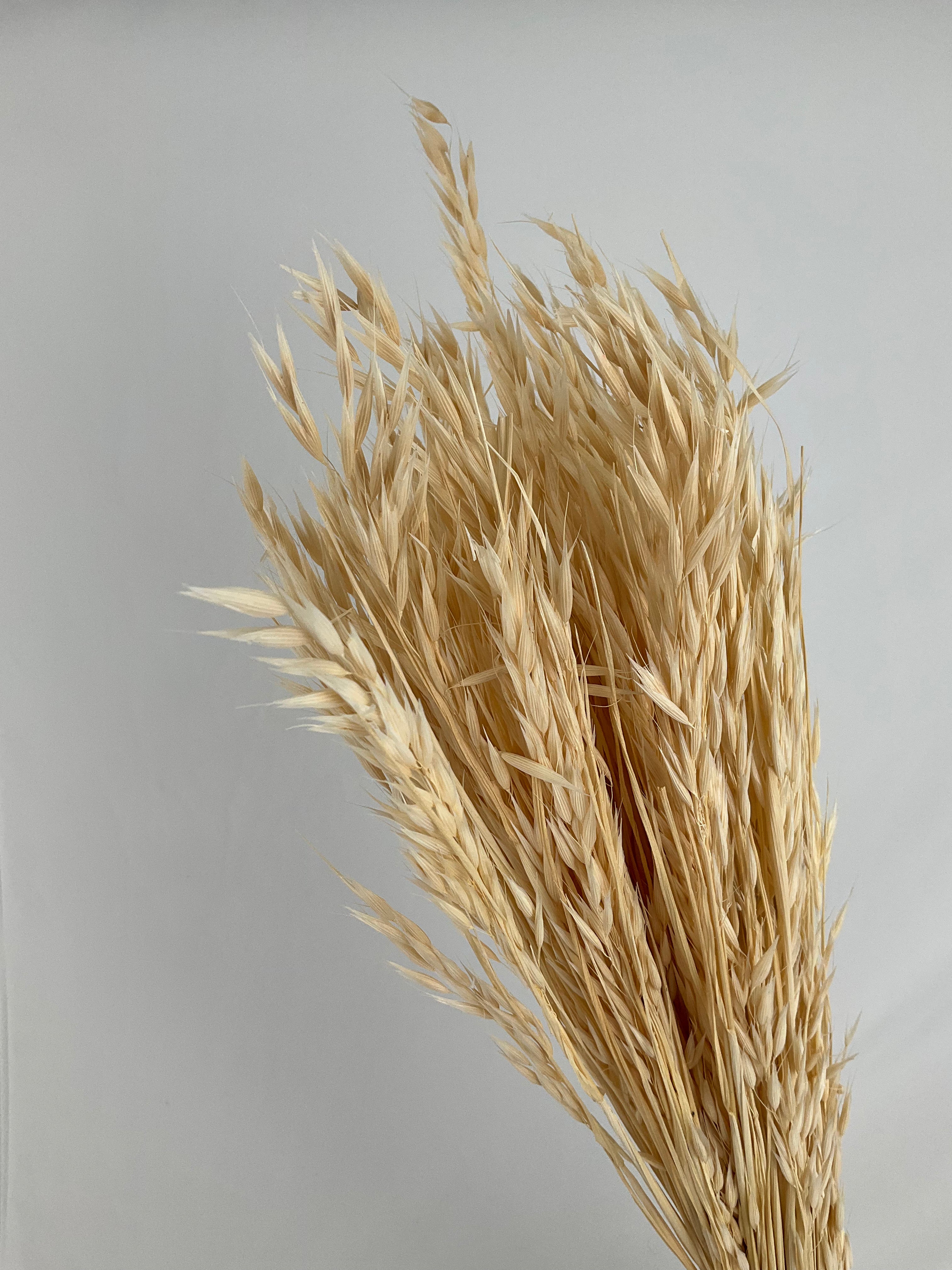 Avena