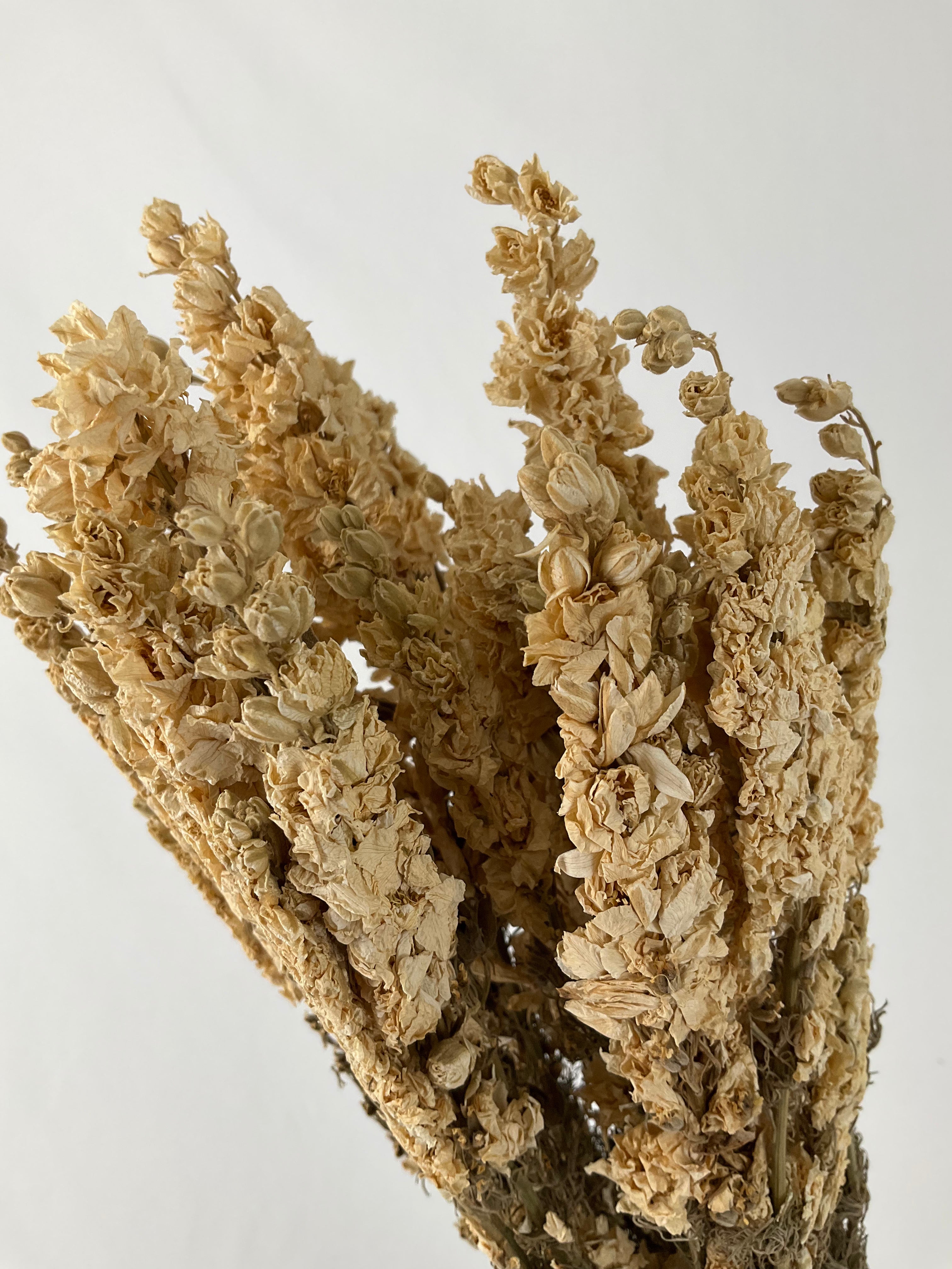 Delphinum