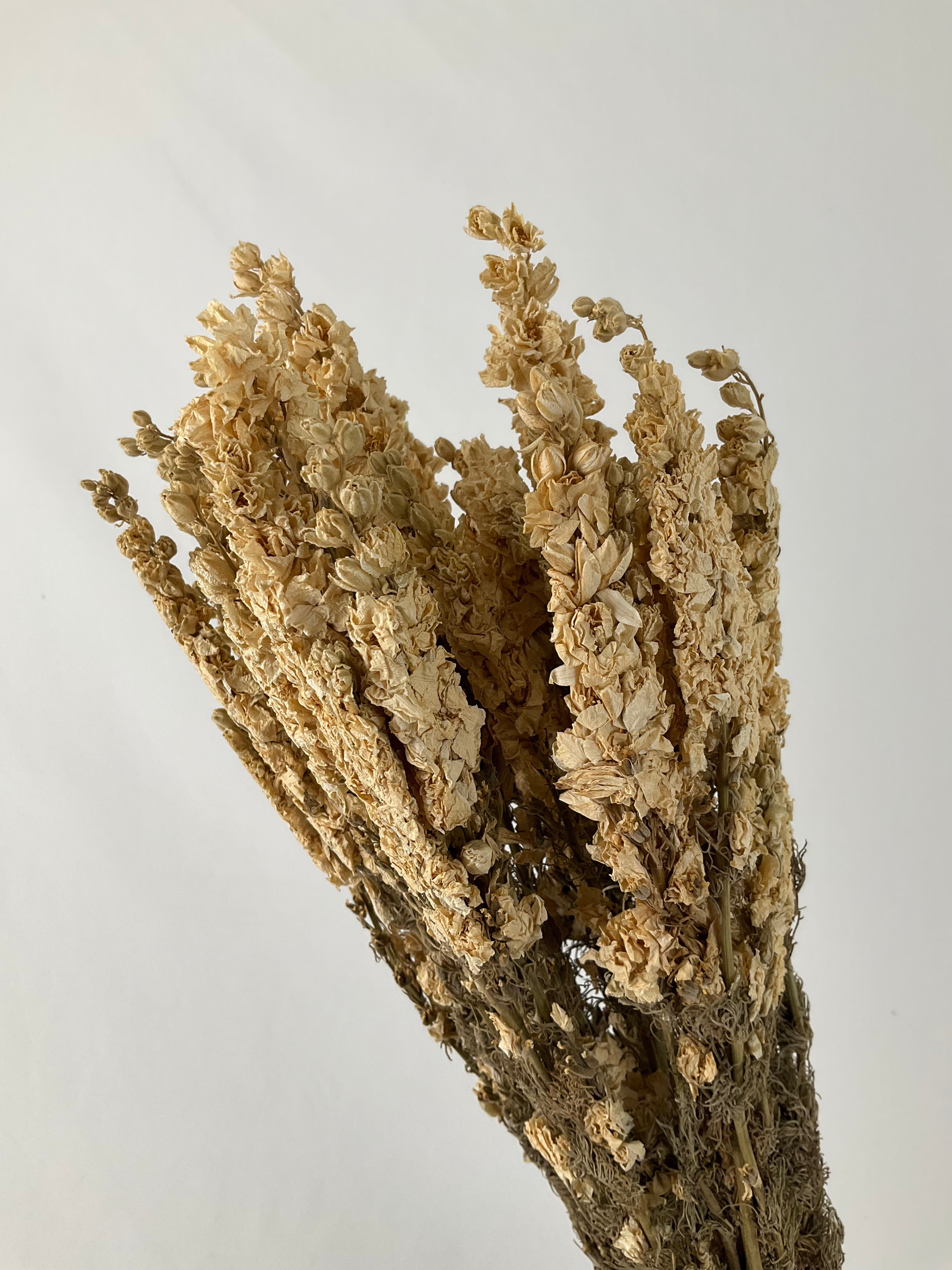 Delphinum