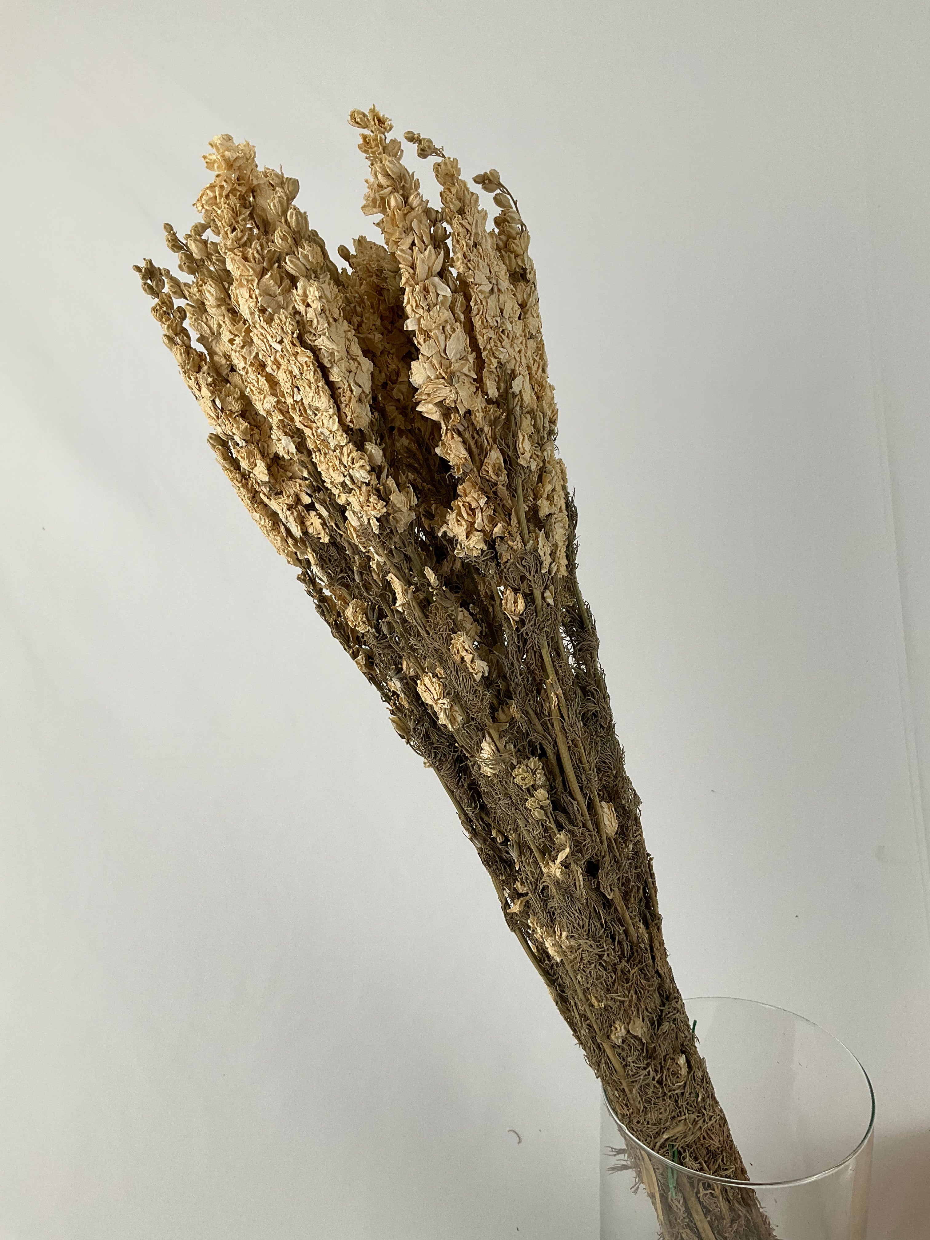 Delphinum