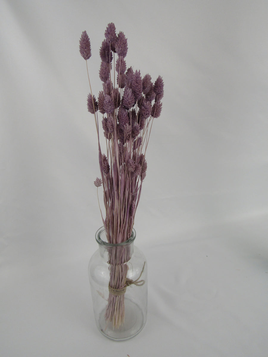 Phalaris