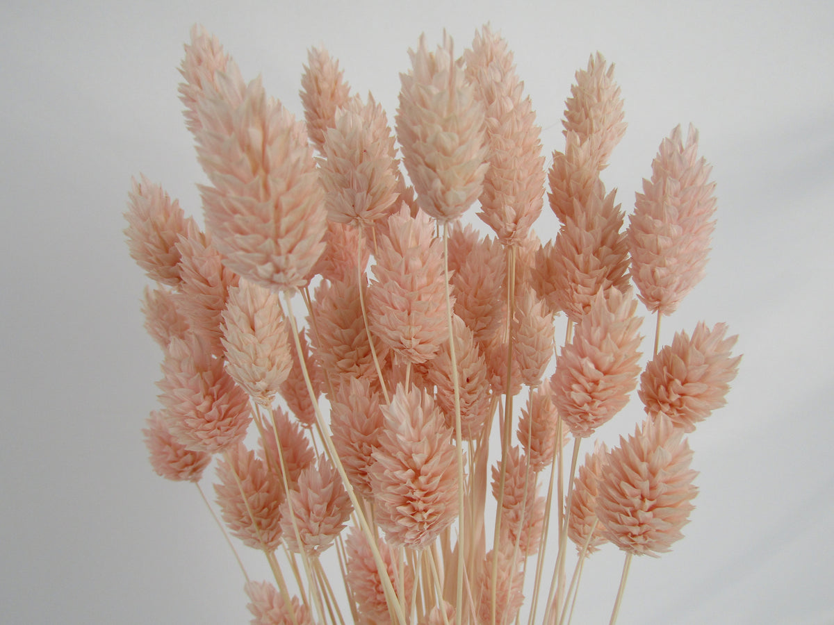 Phalaris