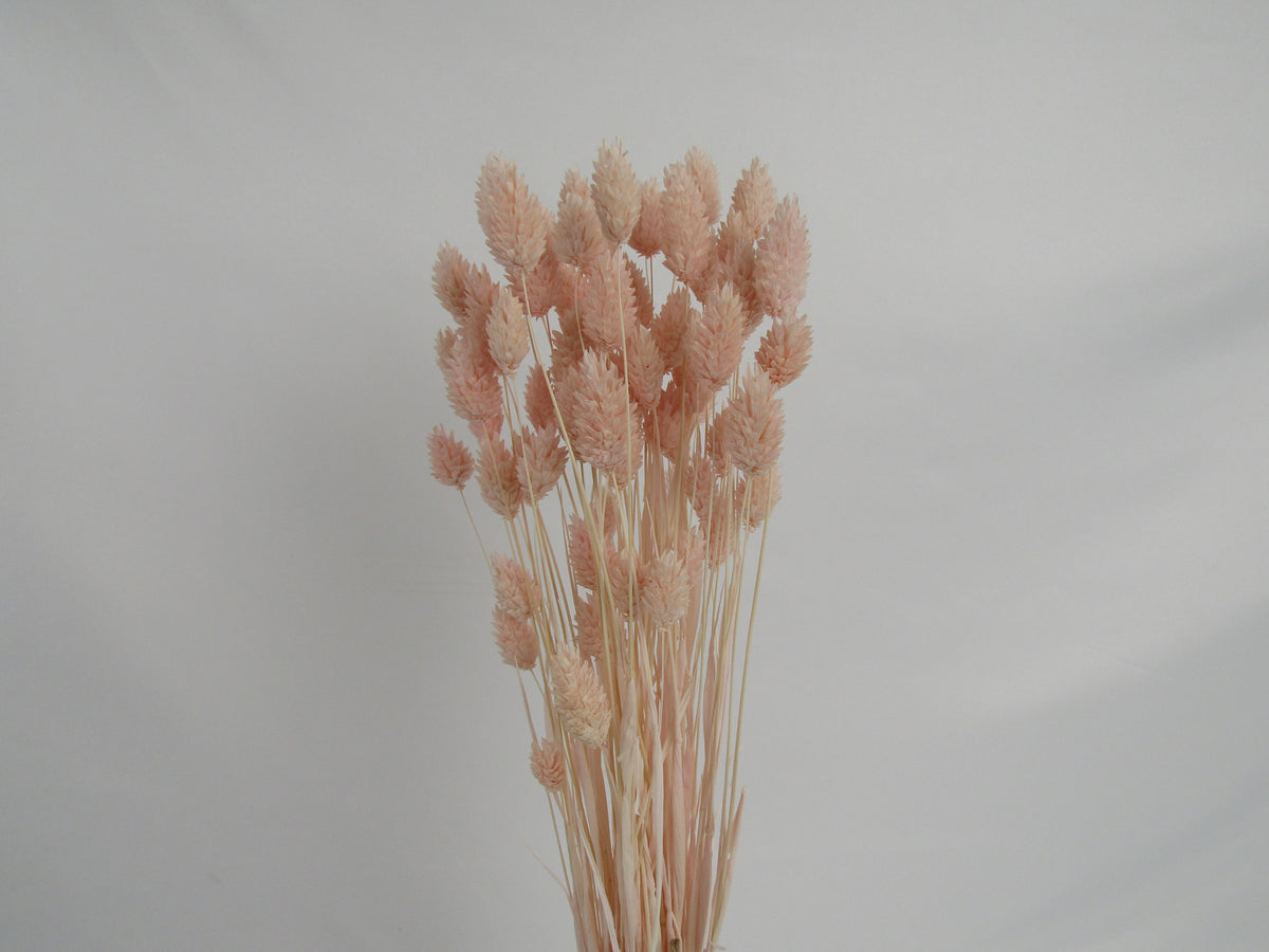 Phalaris