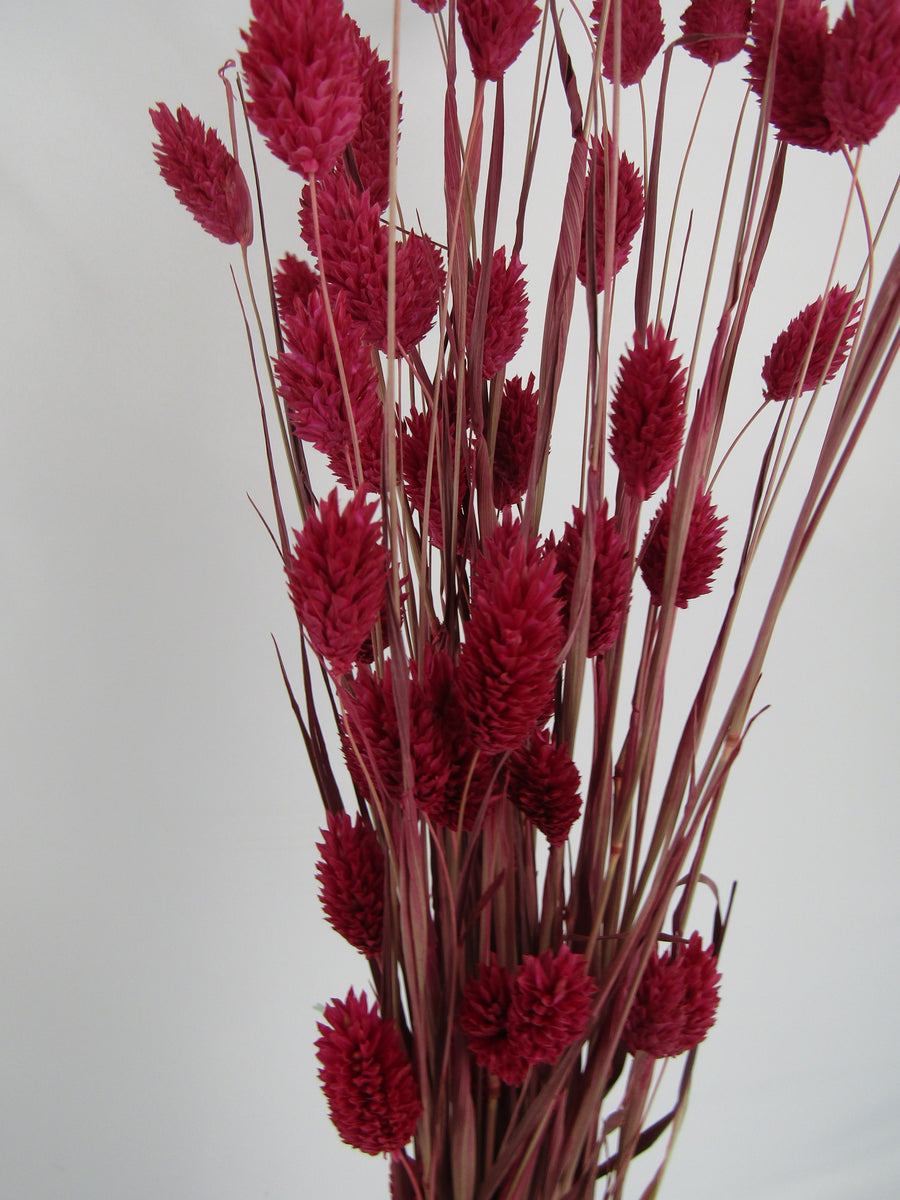 Phalaris