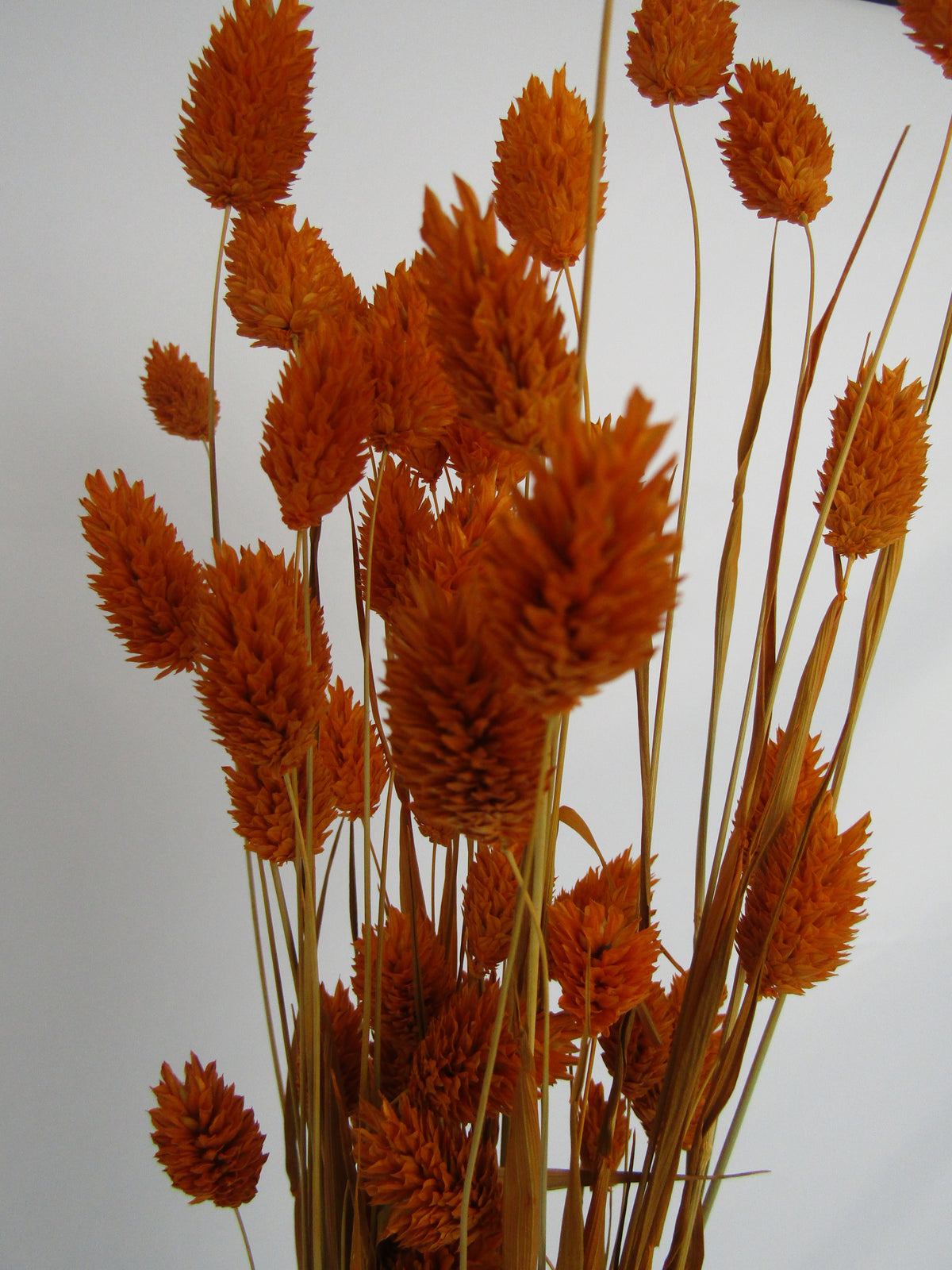 Phalaris