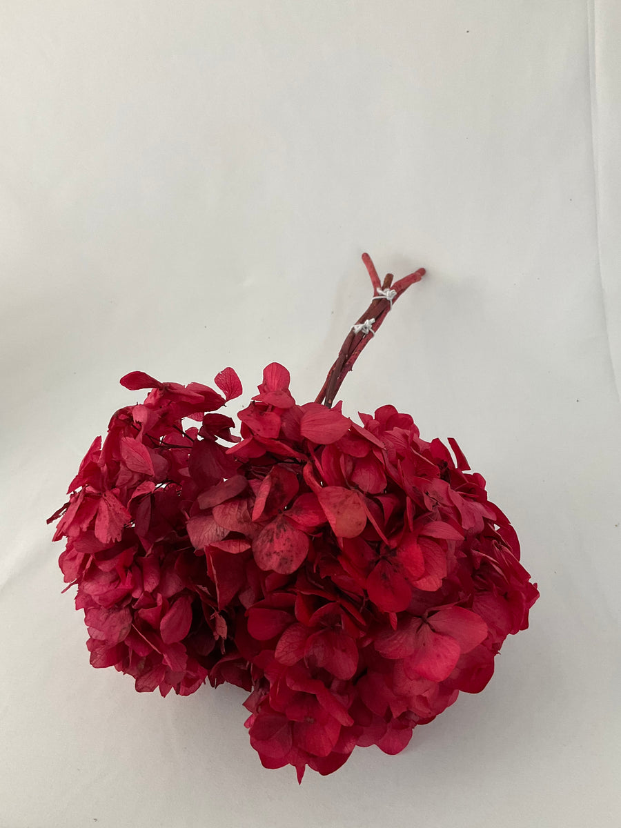 Hortensia