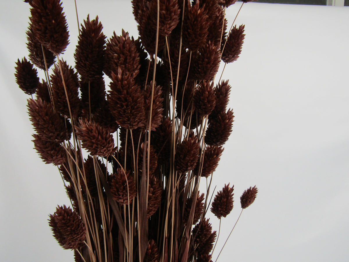 Phalaris