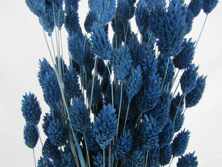 Phalaris