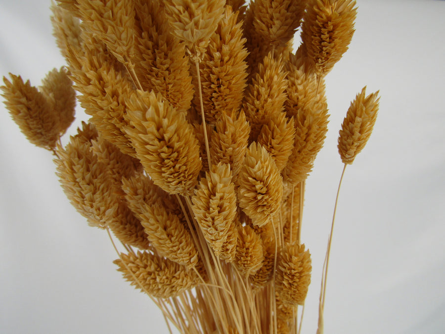 Phalaris