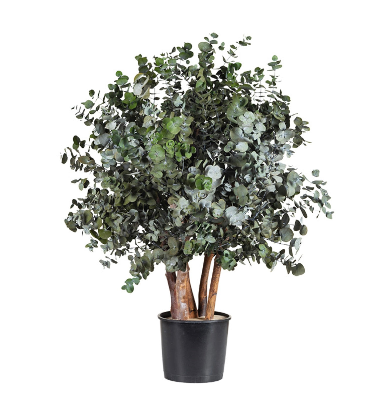 Arbusto preservado cinerea