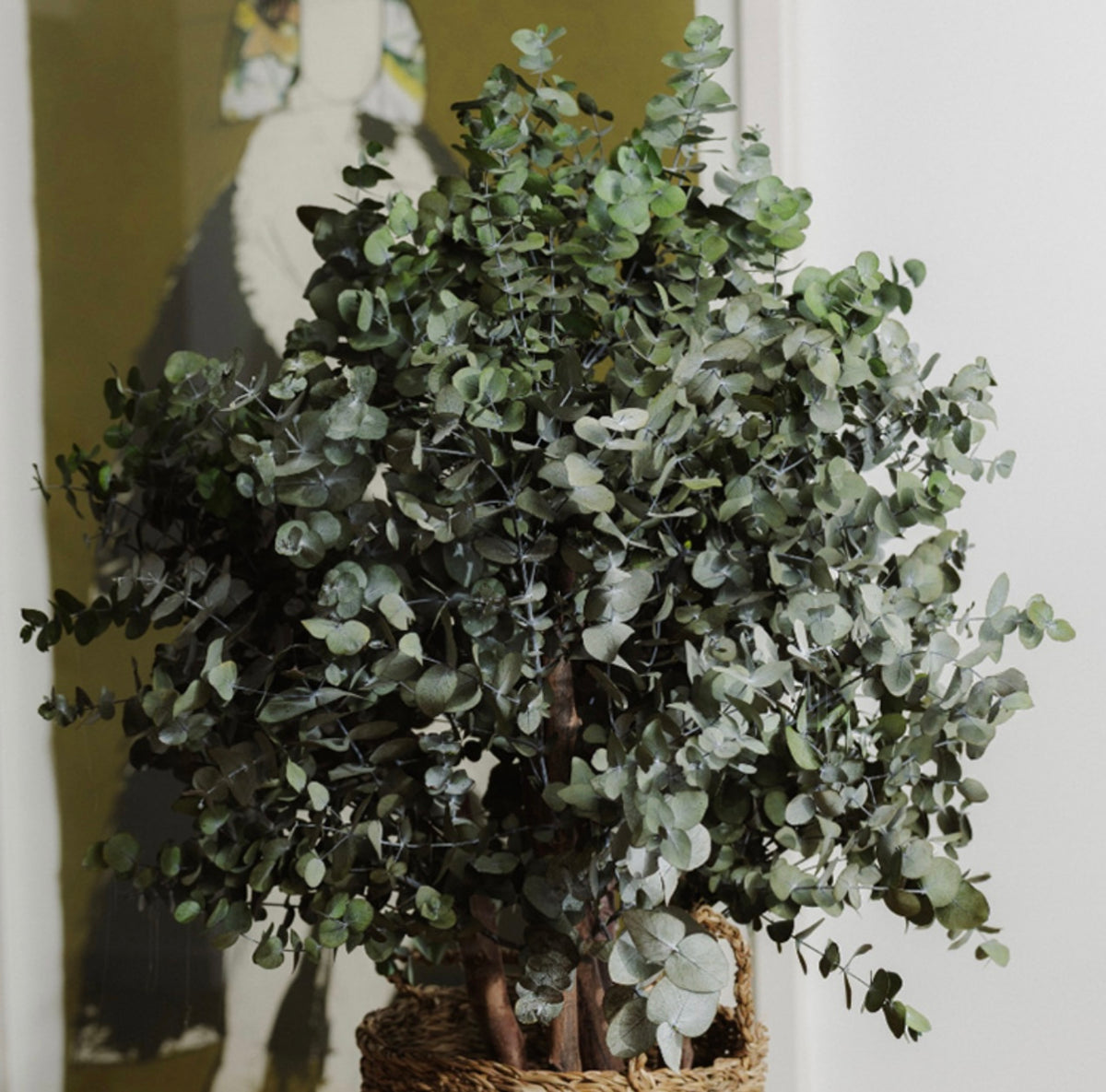 Arbusto preservado cinerea