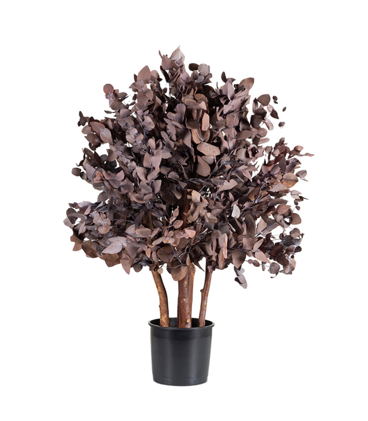 Arbusto preservado cinerea