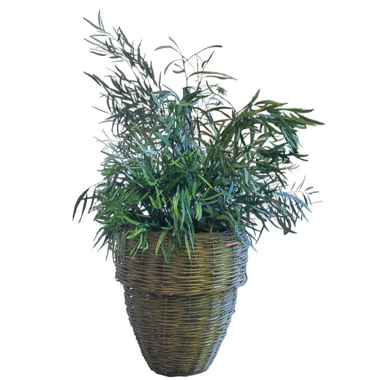 Planta preservada - Eucalipto Nicoly planta