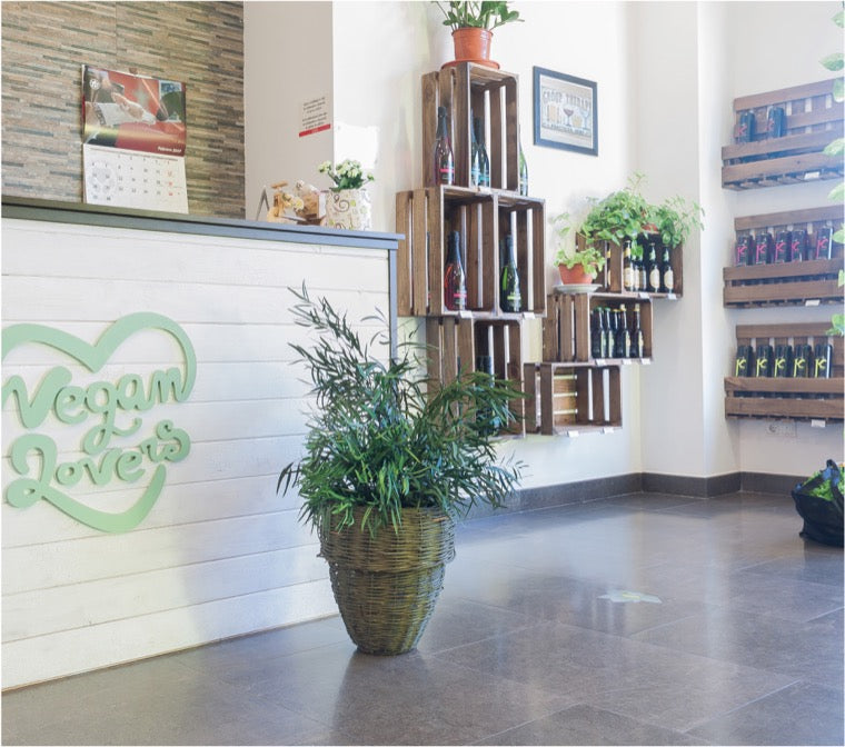 Planta preservada - Eucalipto Nicoly planta