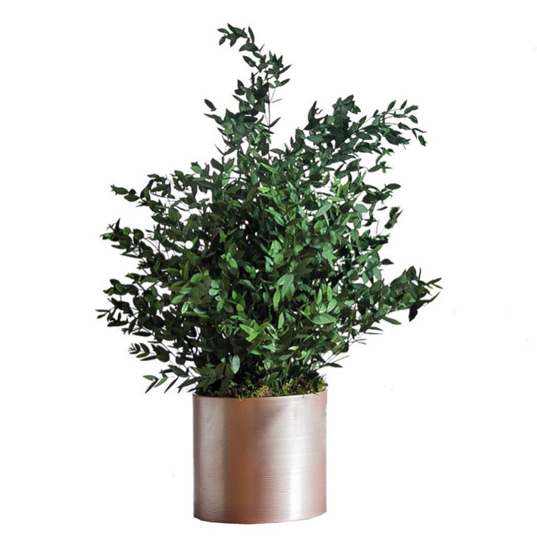 Planta preservada - Eucalipto Parvifolia planta
