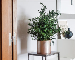 Plante stabilisée - Eucalyptus Parvifolia plante