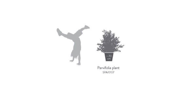 Planta preservada - Eucalipto Parvifolia planta