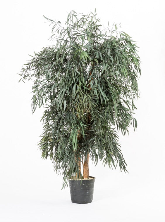 Árbol preservado - Eucalipto Nicoly ancho