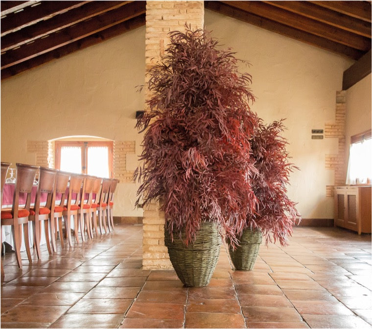 Árbol preservado - Eucalipto Nicoly ancho