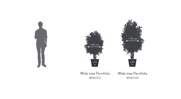 Árbol preservado - Eucalipto Parvifolia ancho